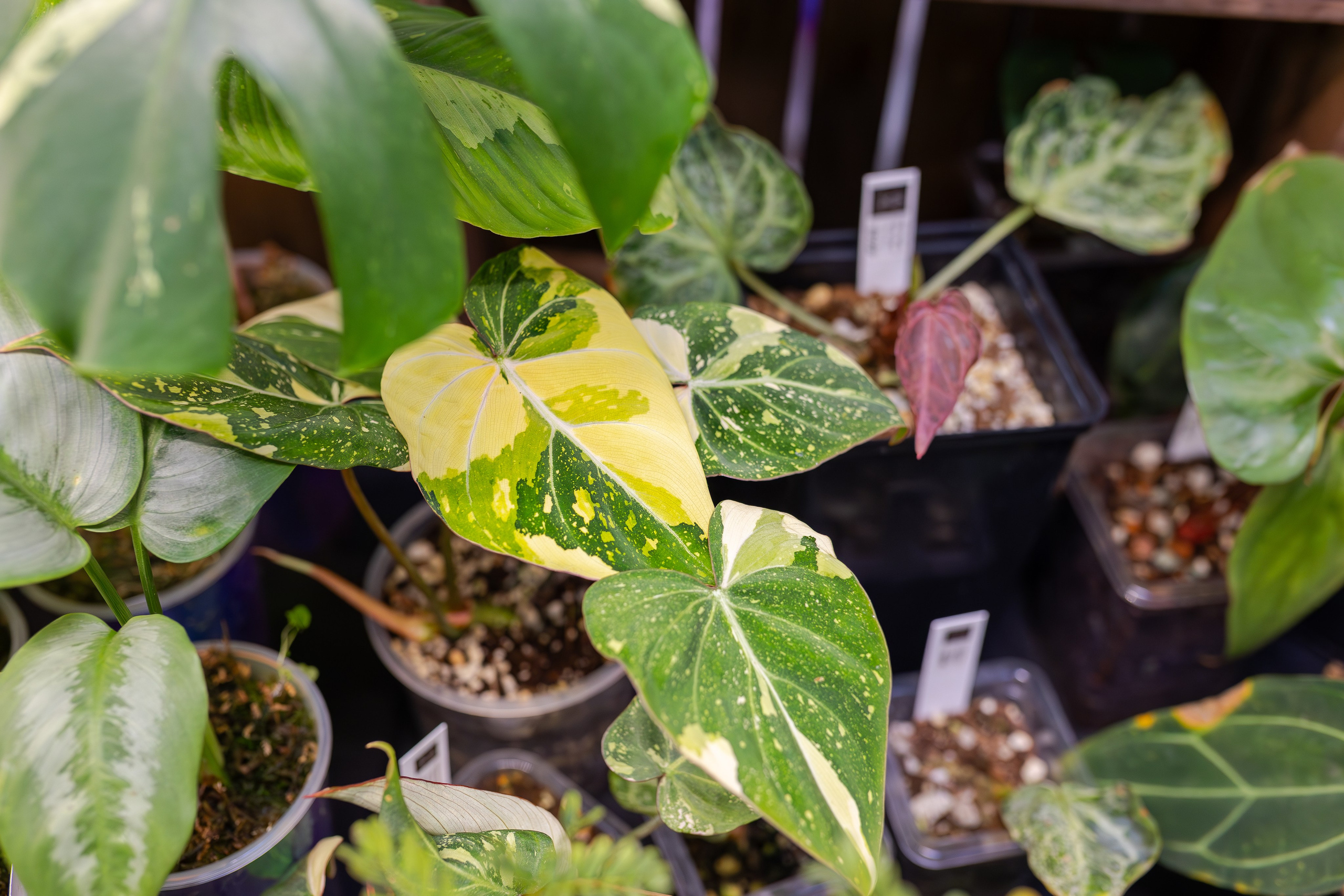 Монстериум апрель 2026. Александра Куликова фотограф, Москва