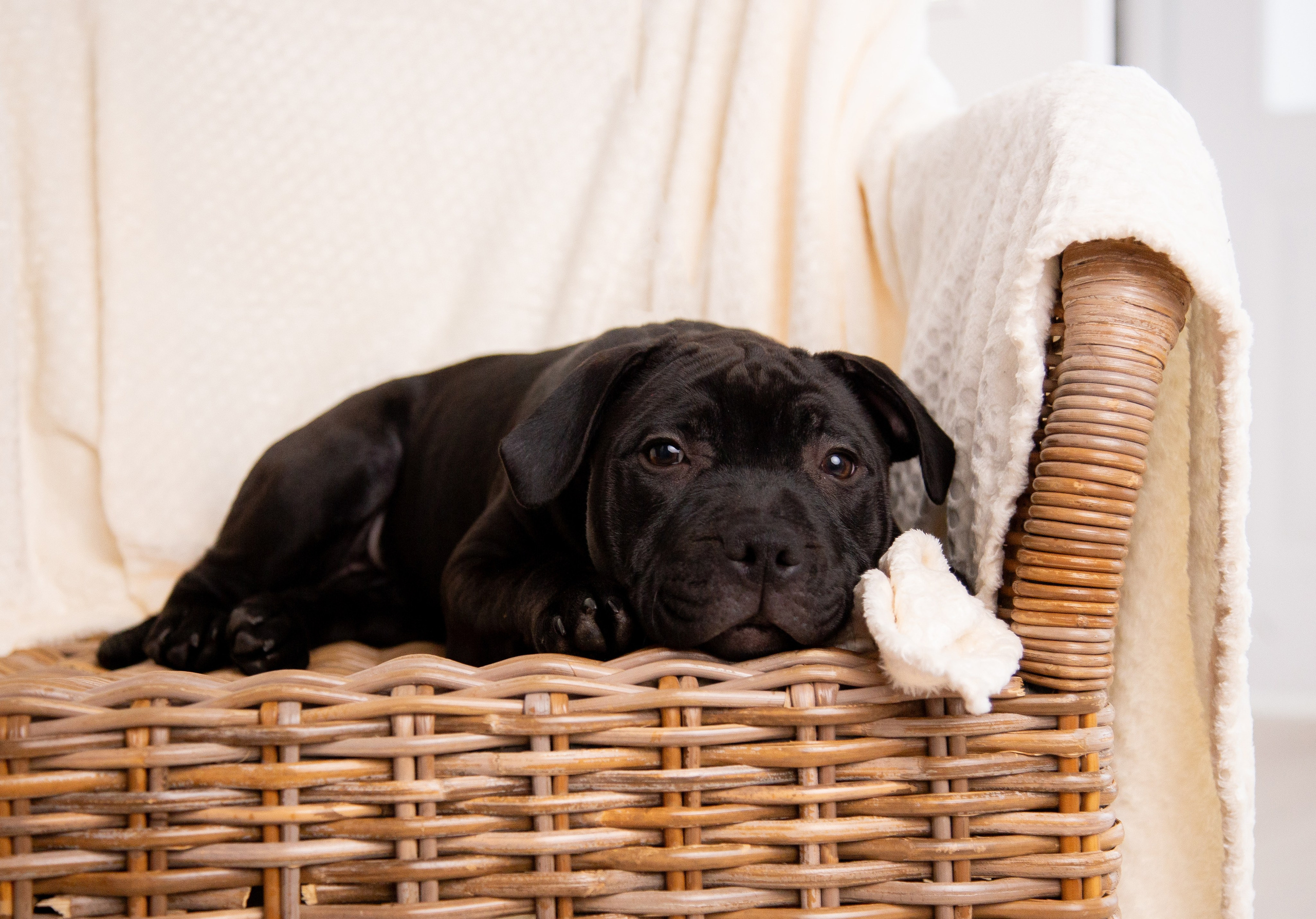 Новогодние малыши. Фотограф Анималист в Перми Анастасия Остерман