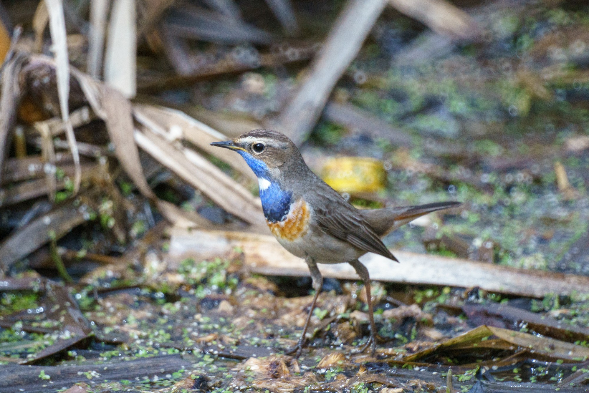 Удивительные мир птиц. Вокруг нас столько прекрасного — присмотритесь!. Ваш личный фотограф Марина Волкова