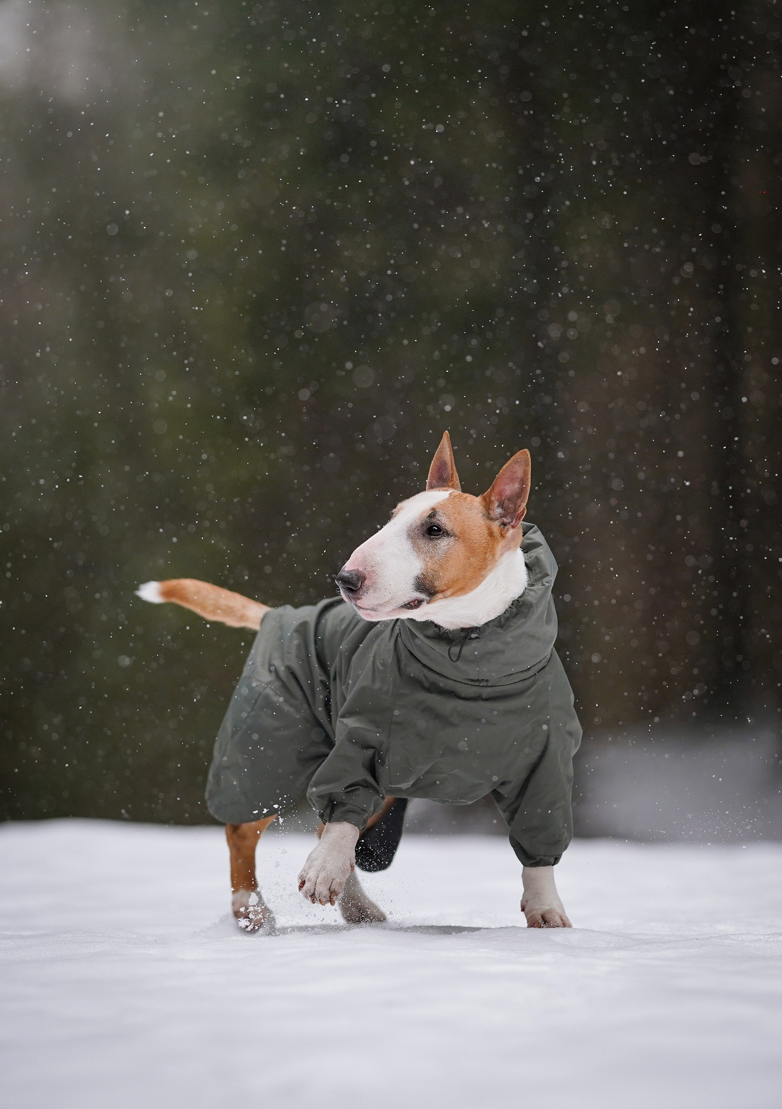 Юни и Панда. Фотограф-анималист в Санкт-Петербурге Яна Мартынова