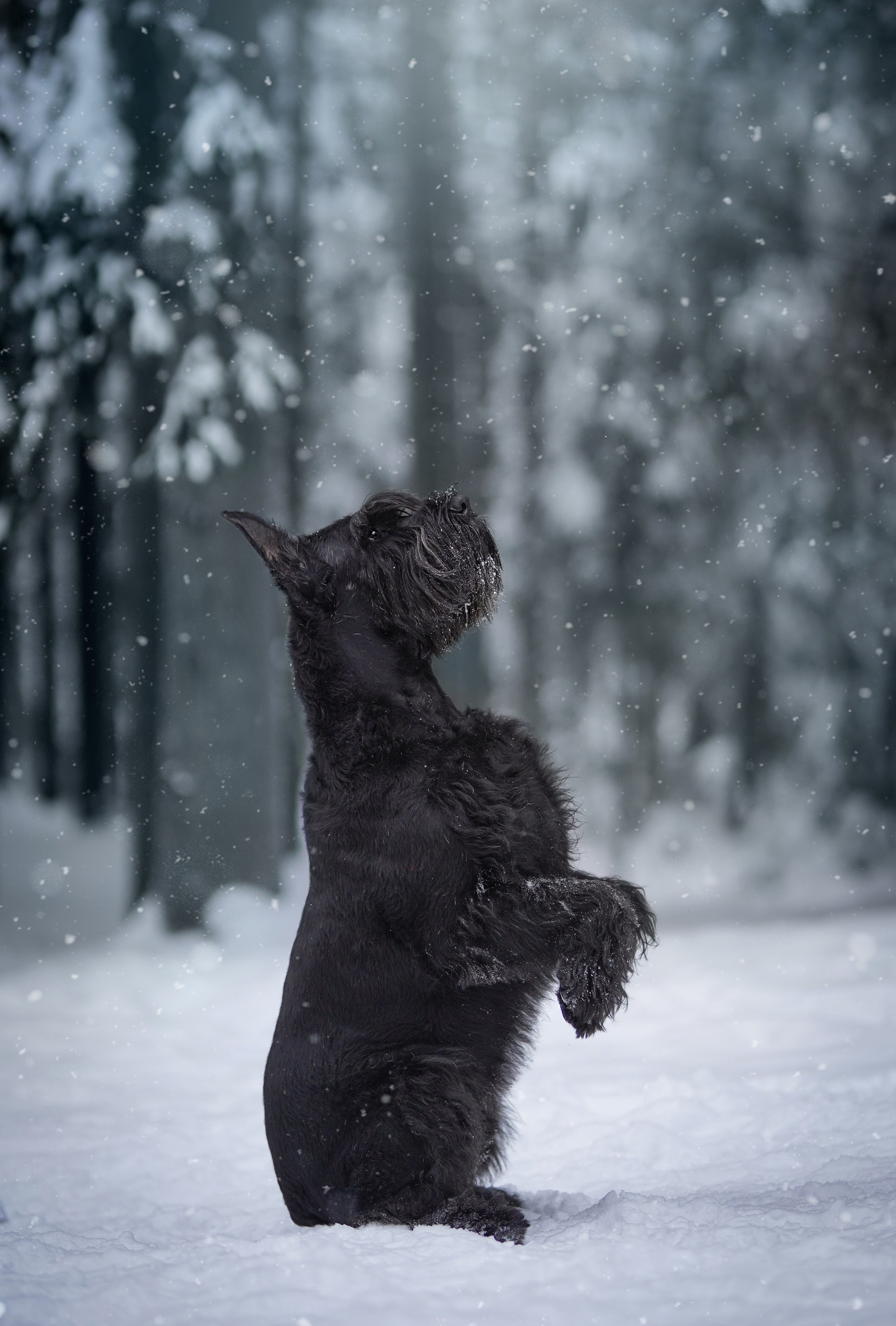 Оля Миша и шнауцеры. Фотограф-анималист в Санкт-Петербурге Яна Мартынова