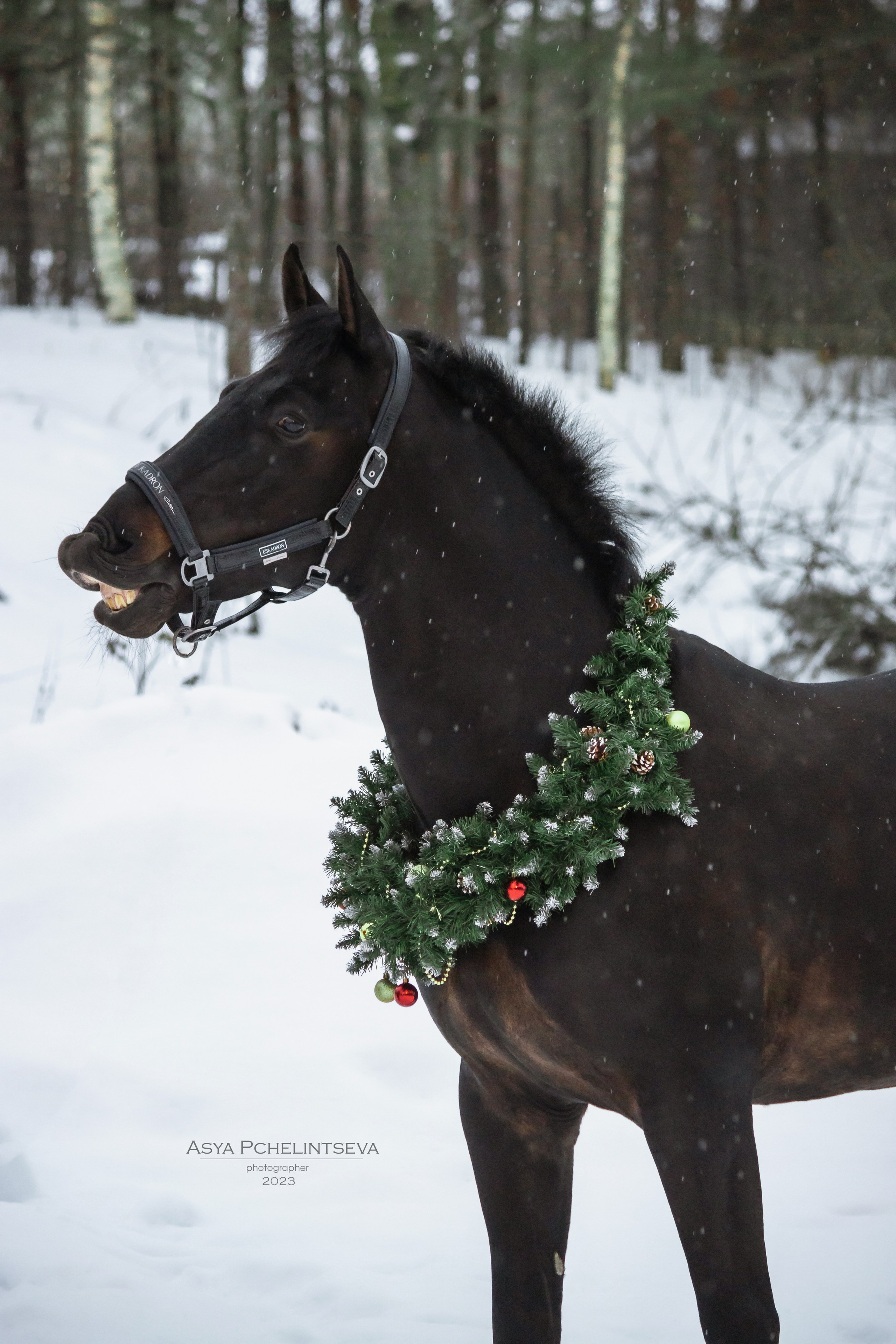 Новогоднее. Ася Пчелинцева, фотограф в СПб и ЛО