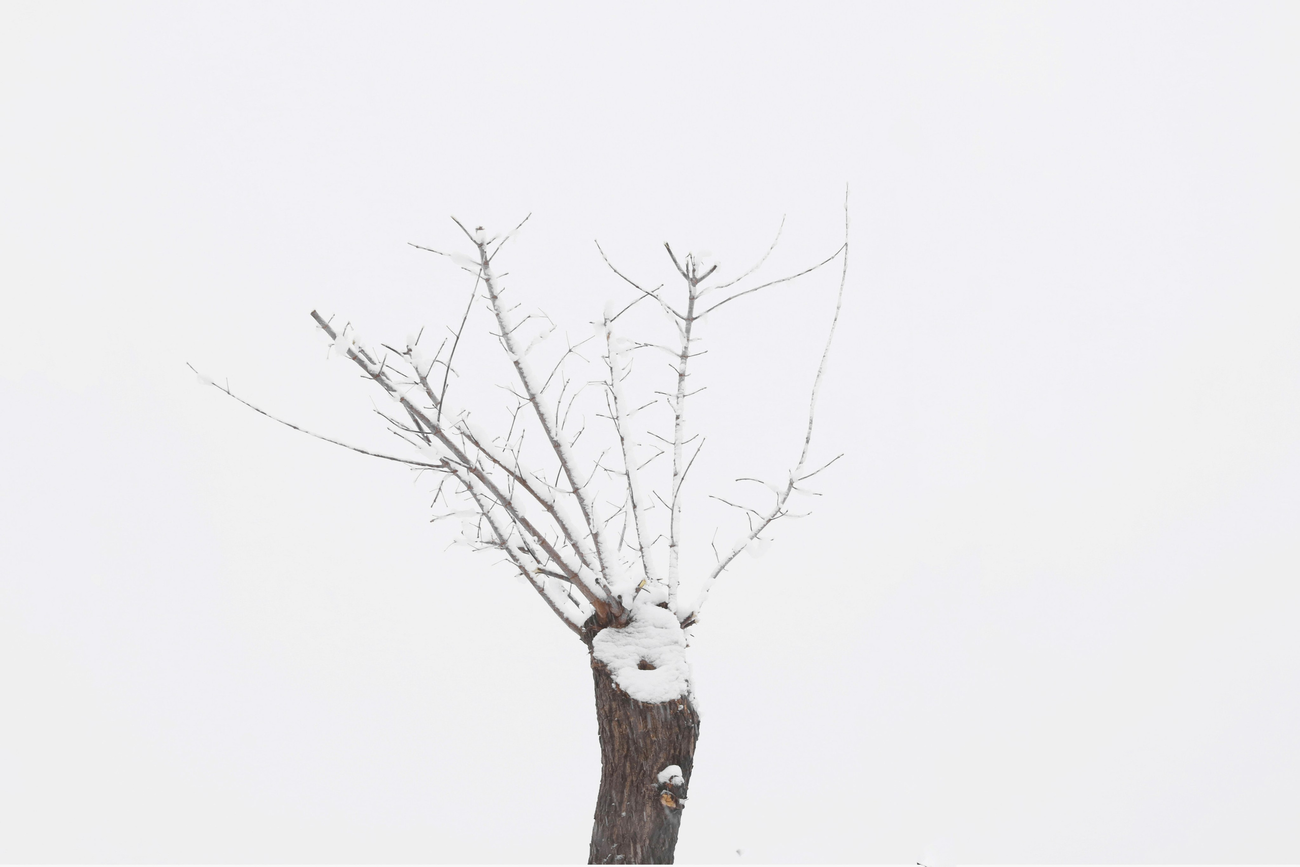 Кронирование. Главная