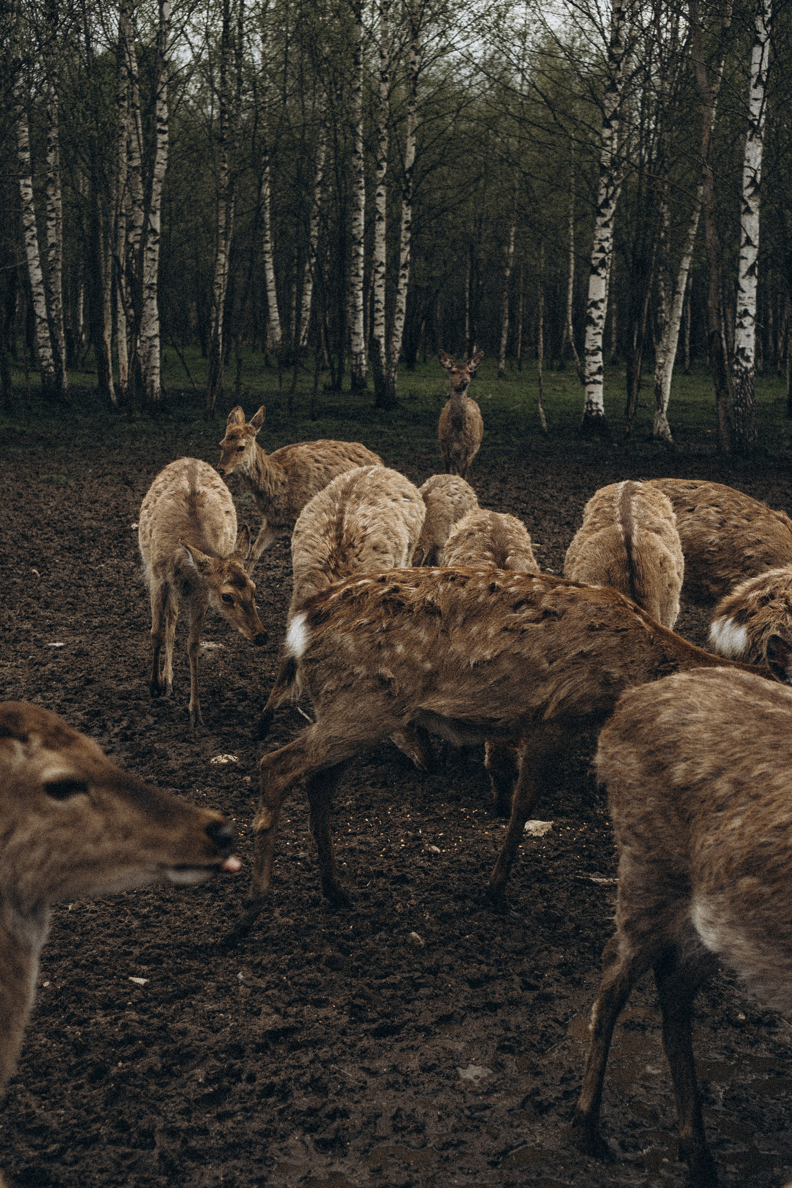 ОЛЕНЬЯ ФЕРМА В ТВЕРИ. Профессиональный фотограф, Санкт-Петербург — Виктория Богомолова