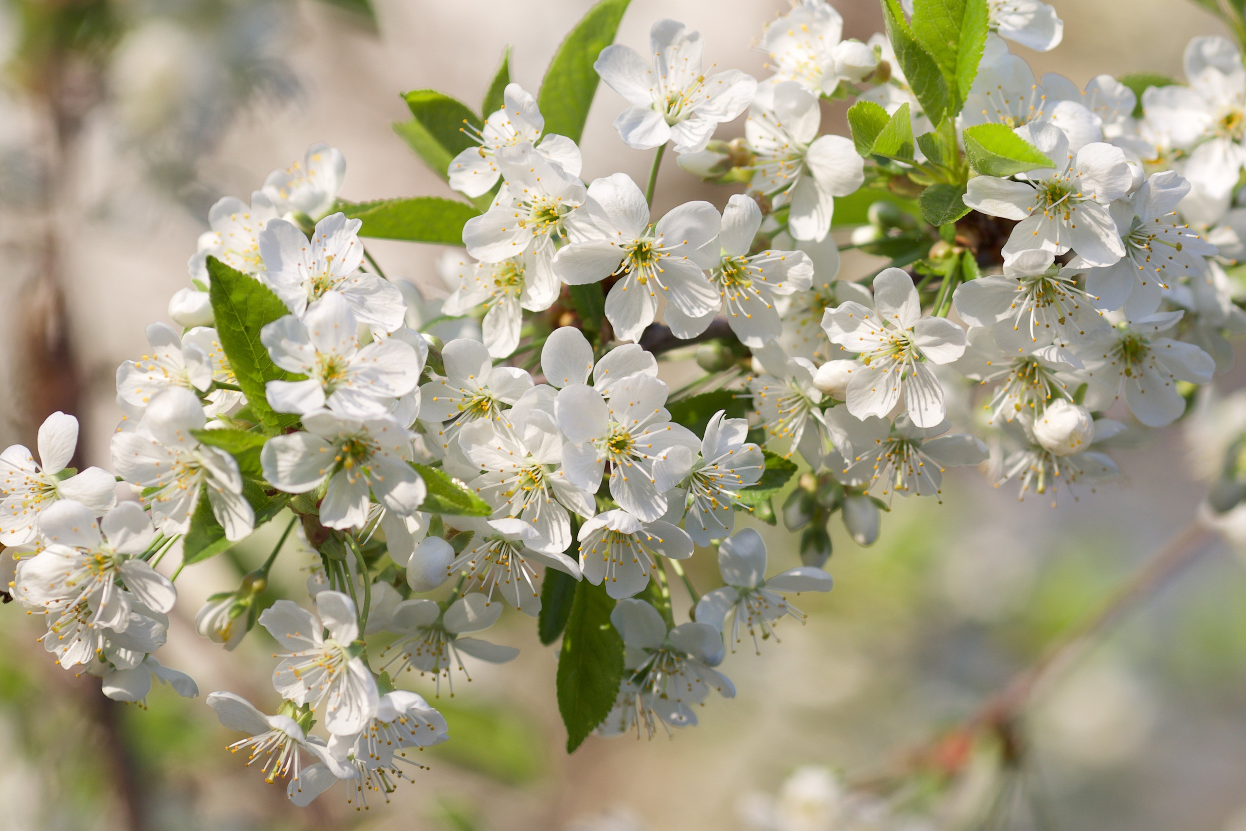 Чудесная природа. Школьные выпускные альбомы в Москве Марина Николаева