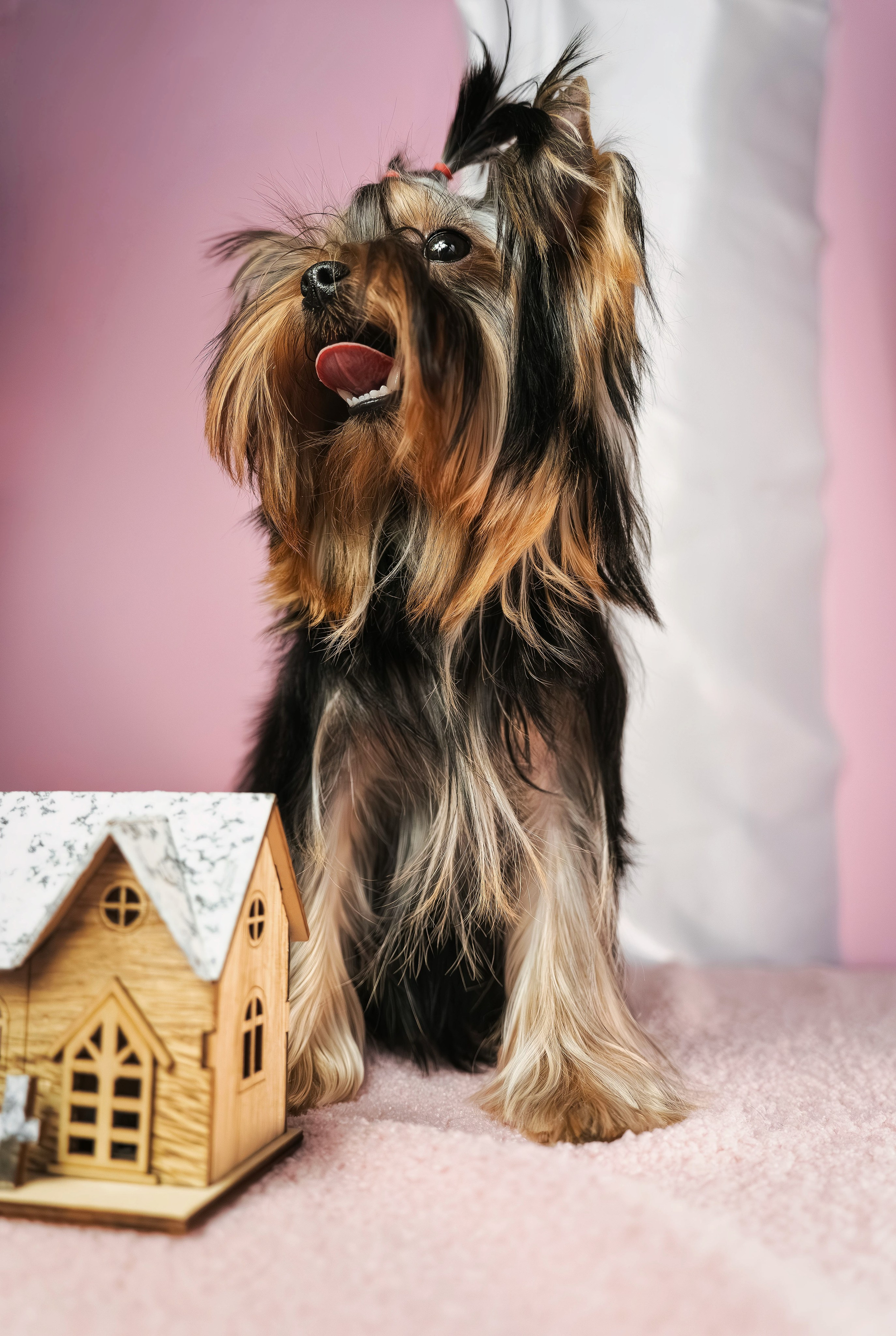 Малышка йорк Никуша. Семейный фотограф анималист г. Находка