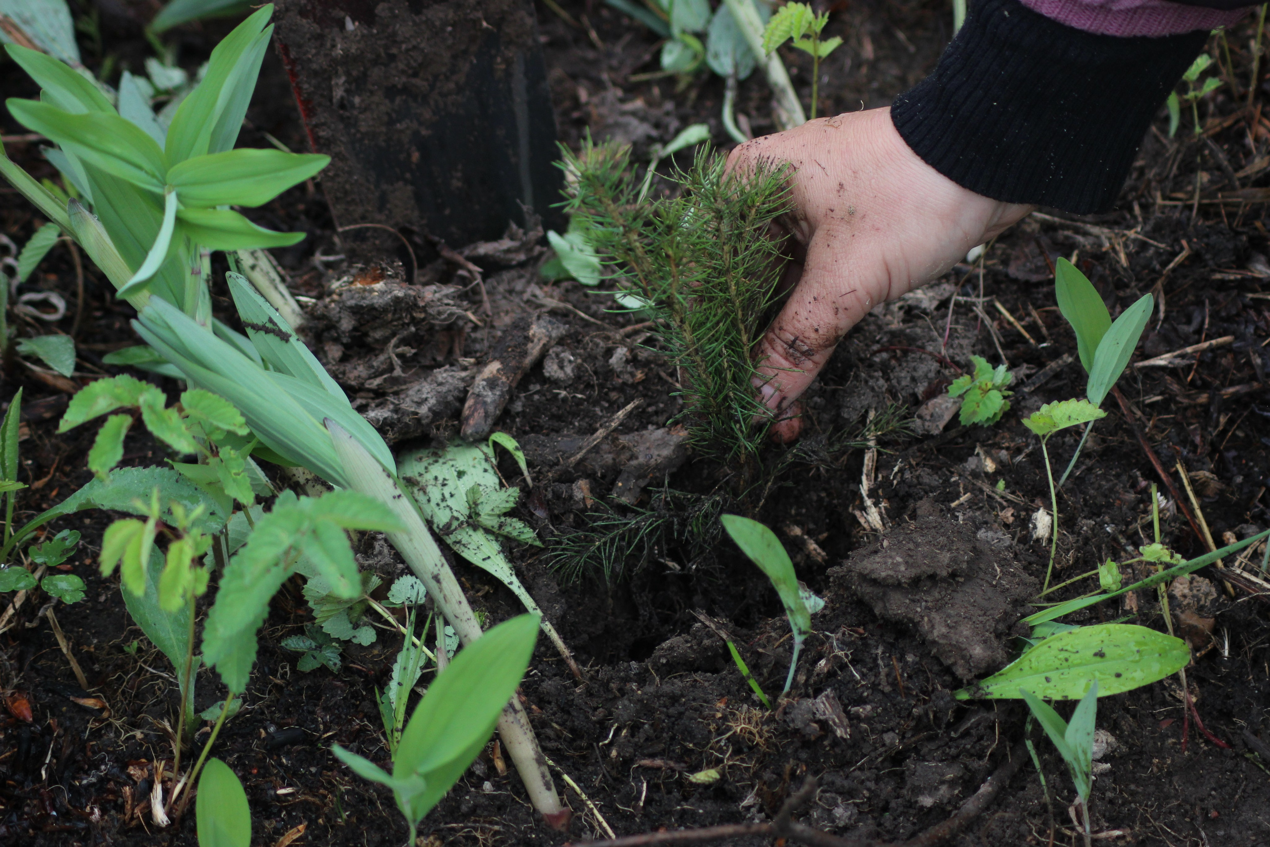 Siberian wellness «100 Га от нас — планете»