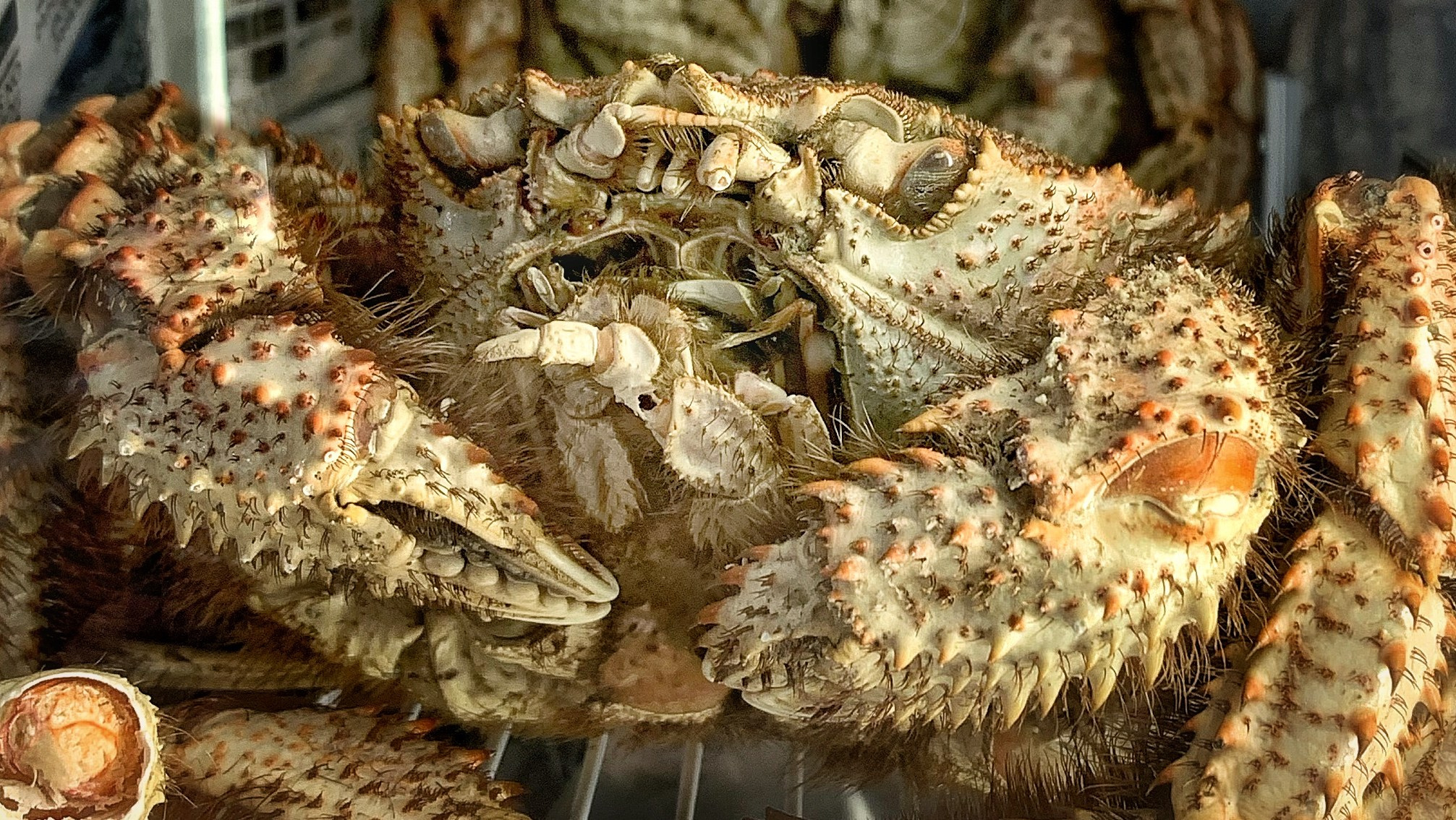 2020. Тащилин Сергей. Фотографии. Жизнь. Хобби