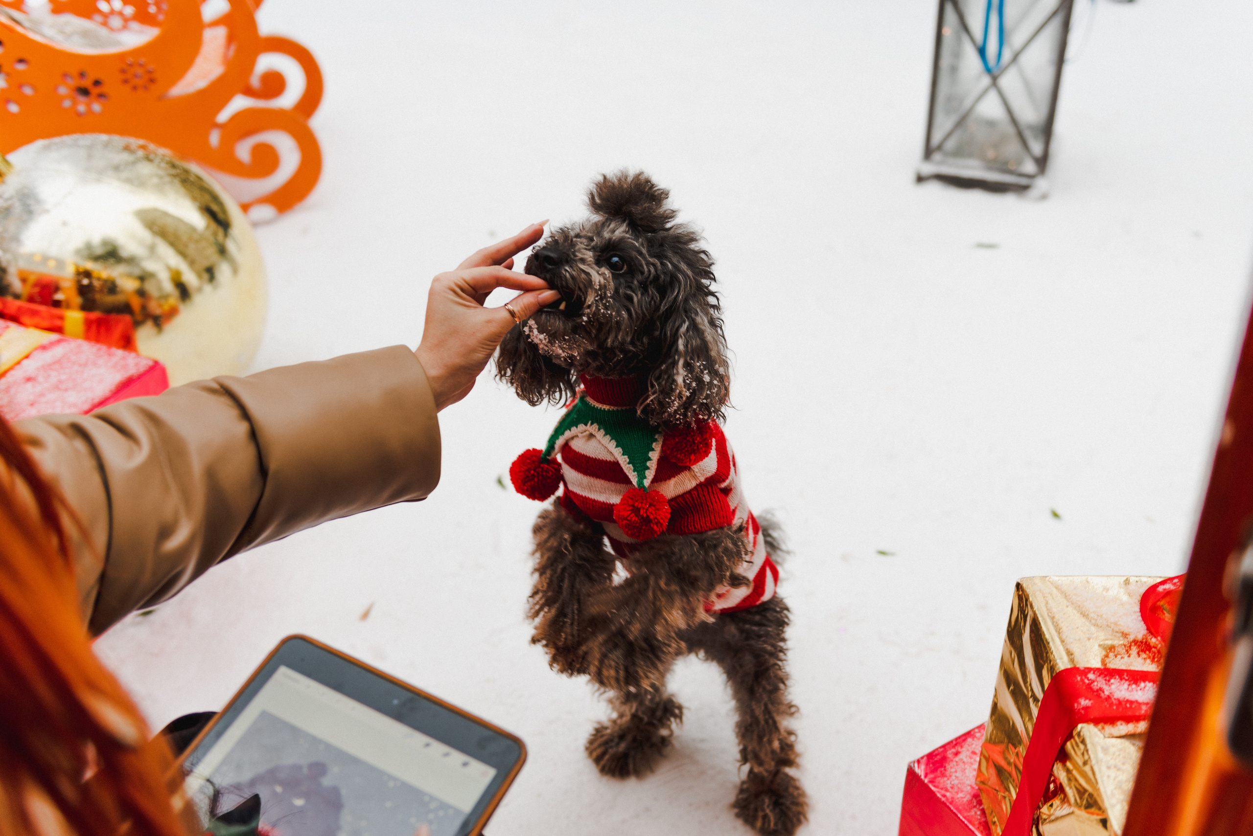 Pets. Фотограф в Москве Daria Lens