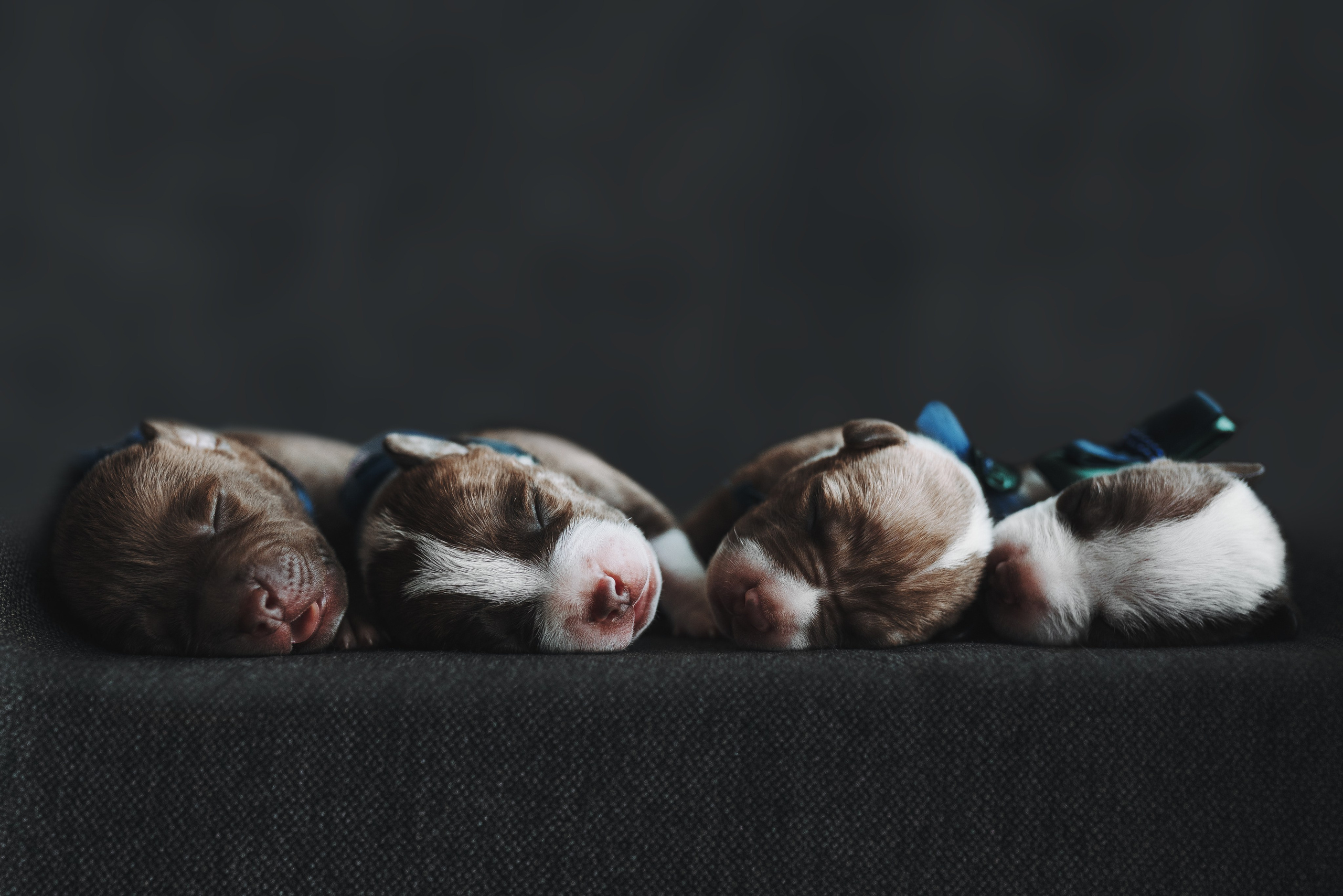 Прайтеры. Фотограф анималист Осипчикова Мария