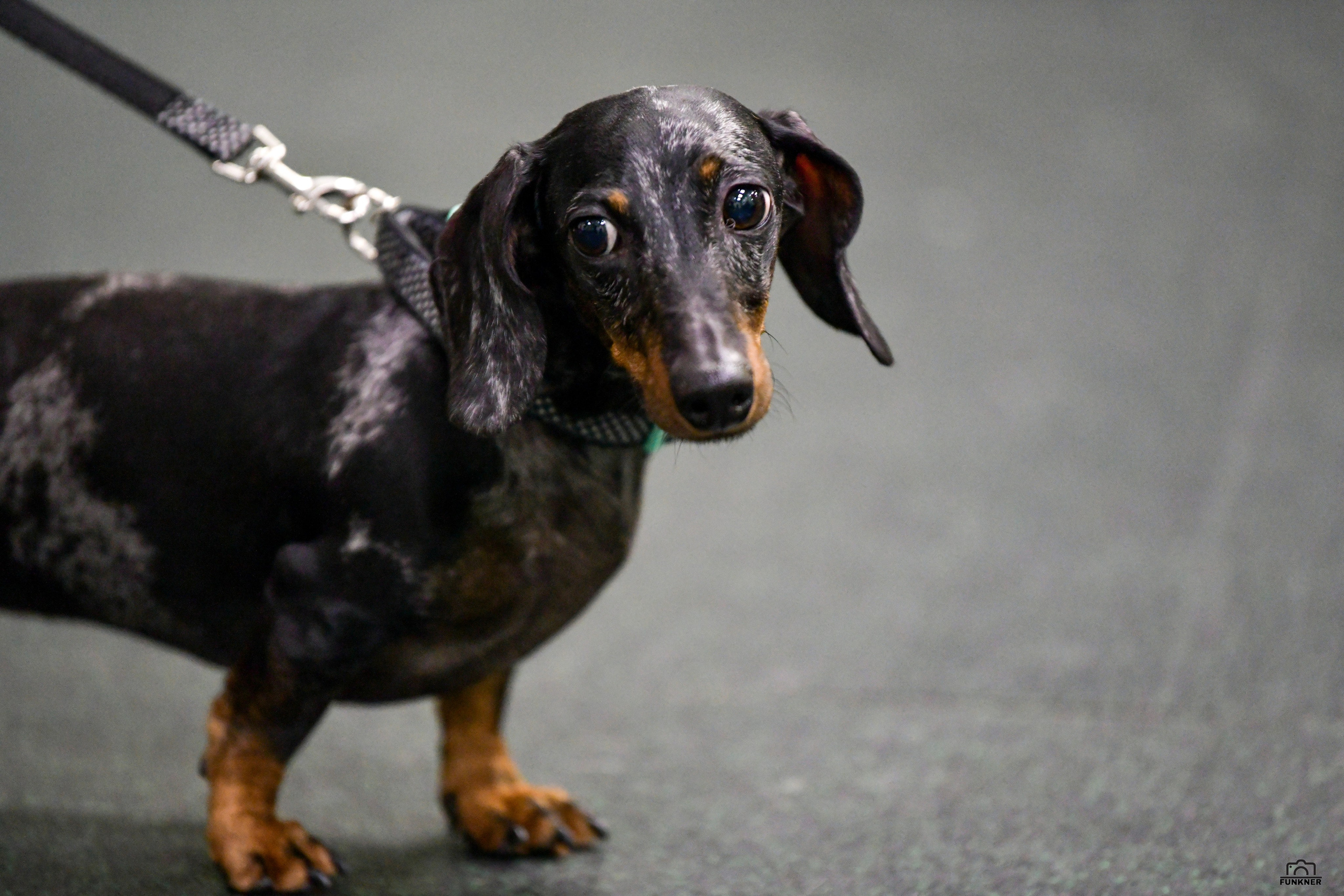 Кинологический клуб «Бодрый хвост». Свой взгляд через объектив