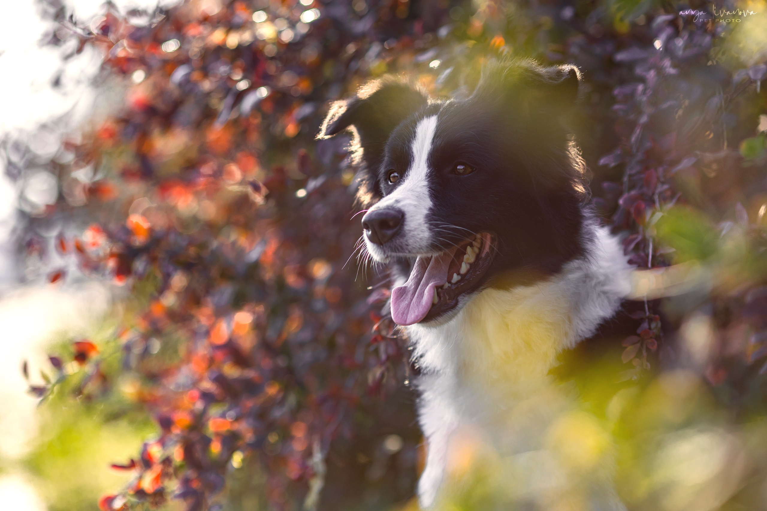 Алена и Майли. Фотограф анималист Аня Ливанова | Рыбинск