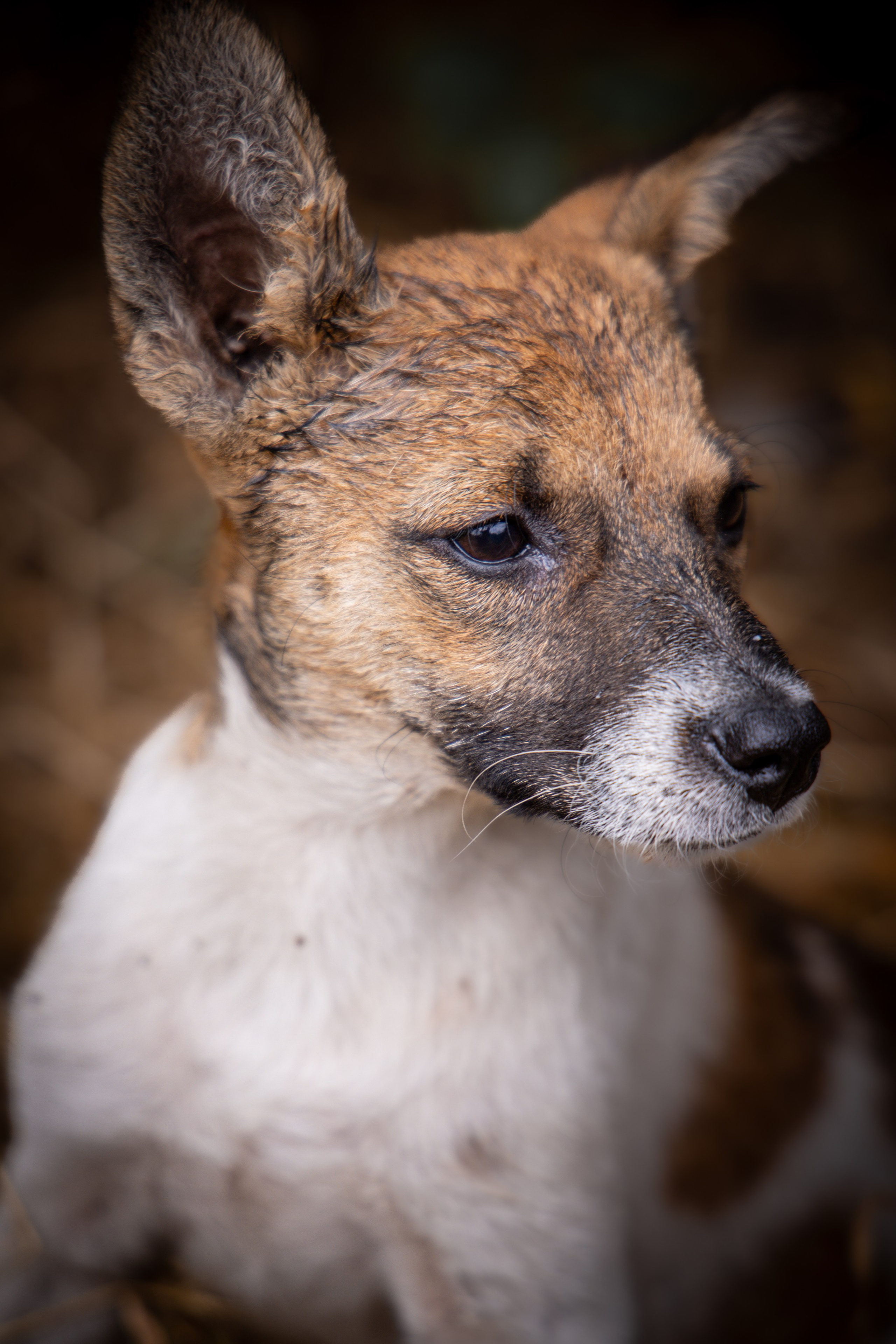 Собаки. Антонина Савельева Фотограф Ставрополь