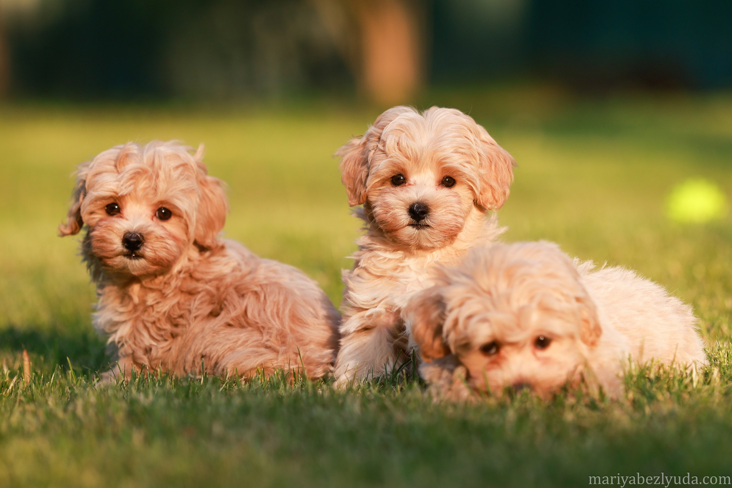 Щенки. Семейный и детский фотограф в Москве Мария Быкова