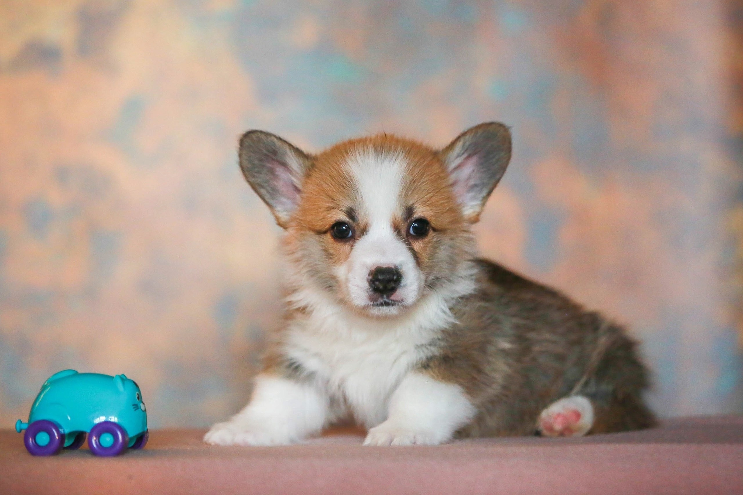 Щенки. Семейный и детский фотограф в Москве Мария Быкова