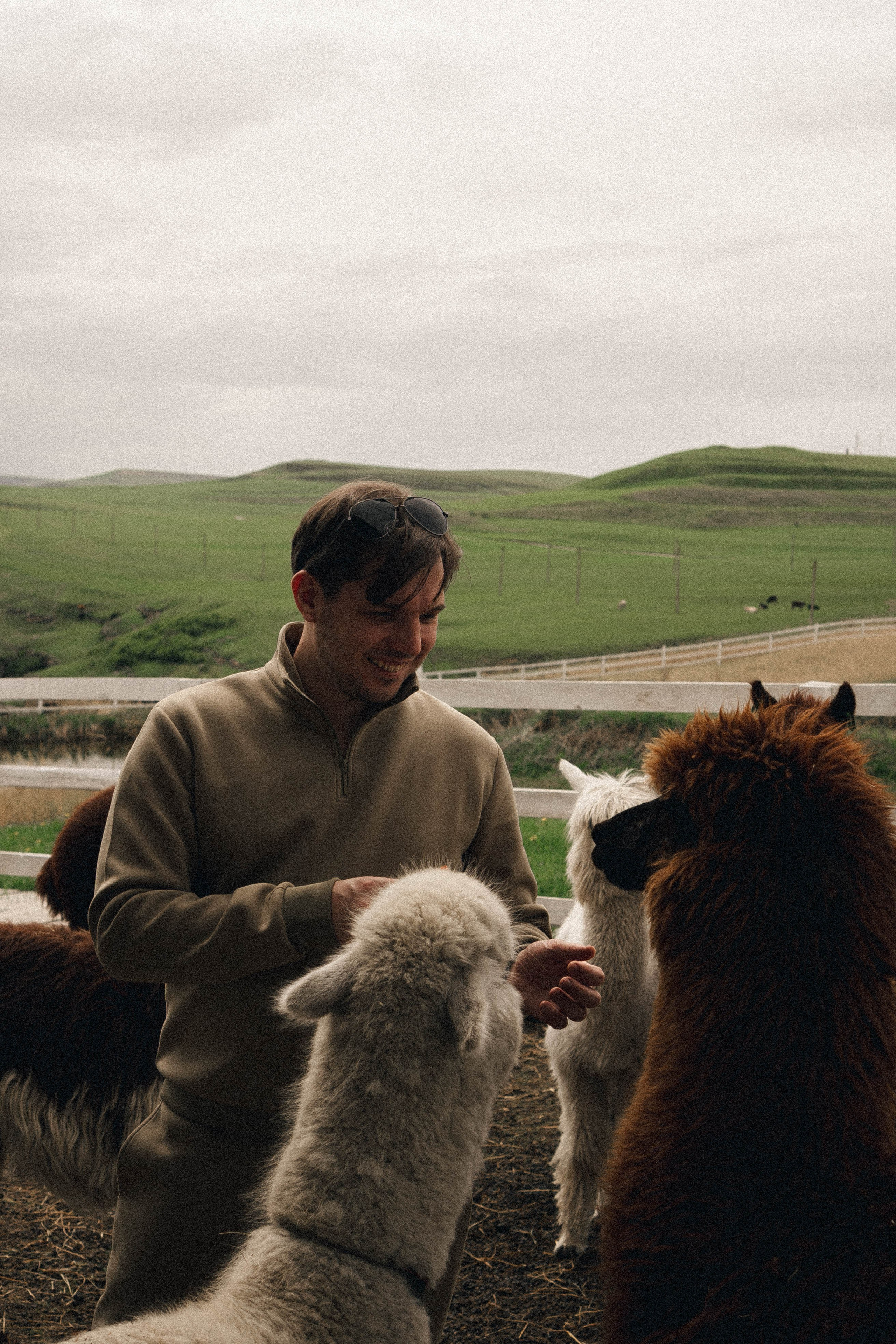 Ферма Альпак. Профессиональный фотограф, Санкт-Петербург — Виктория Богомолова
