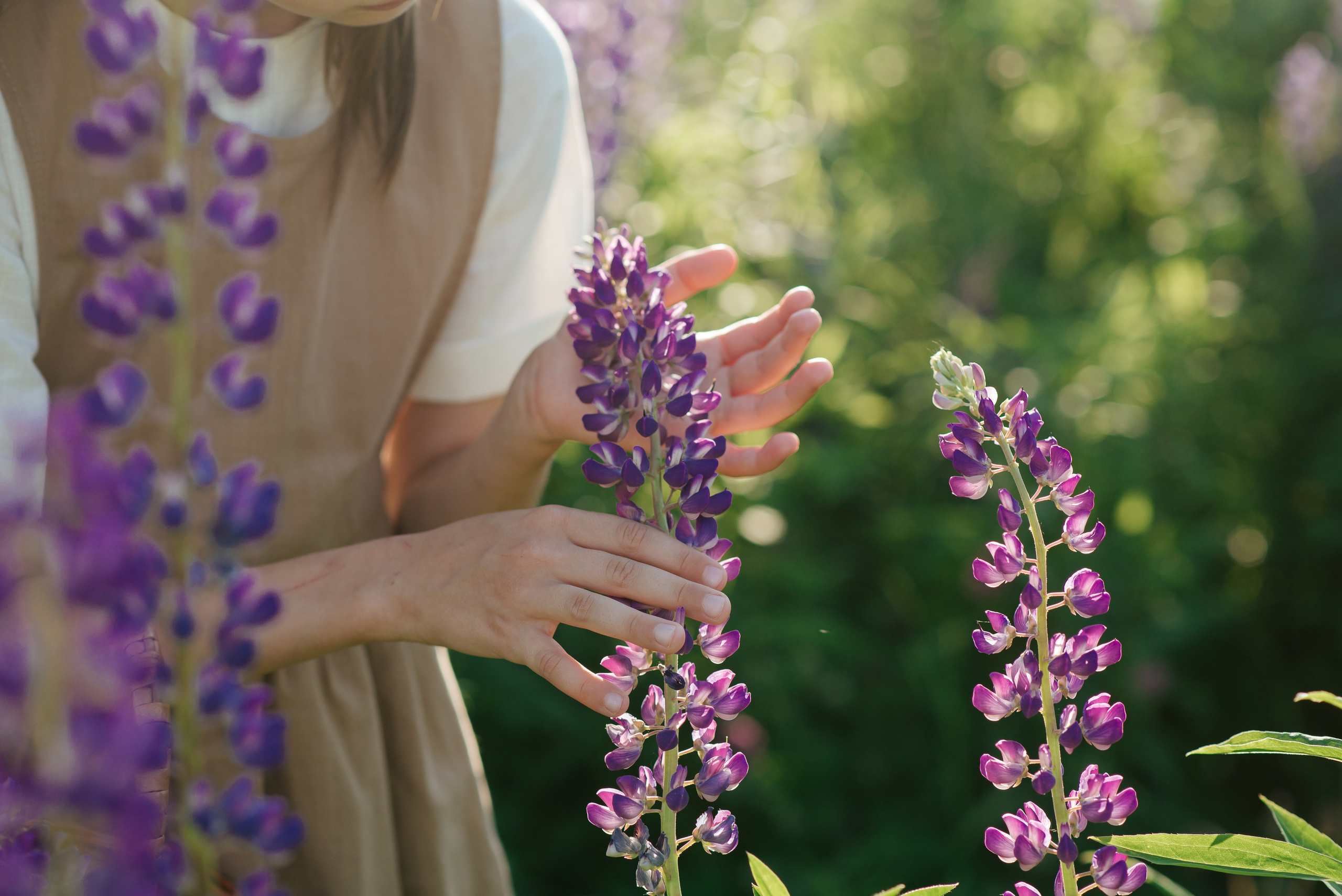 Анонс «Люпиновое поле в городе»