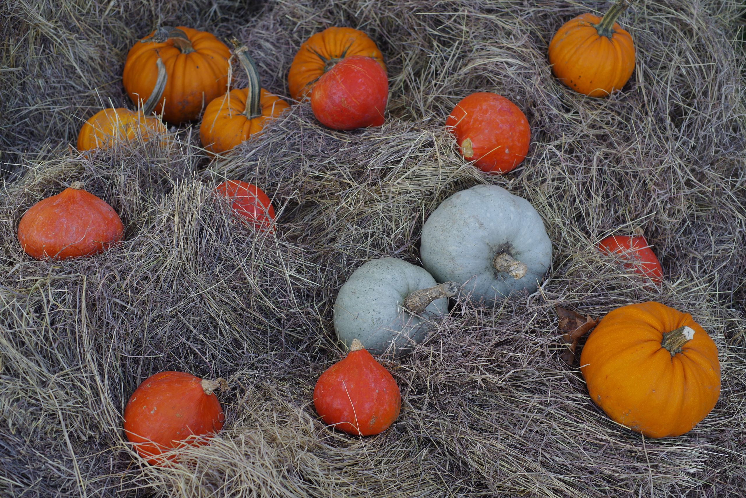 Эгрисоба. Портретный фотограф Денис Милютин