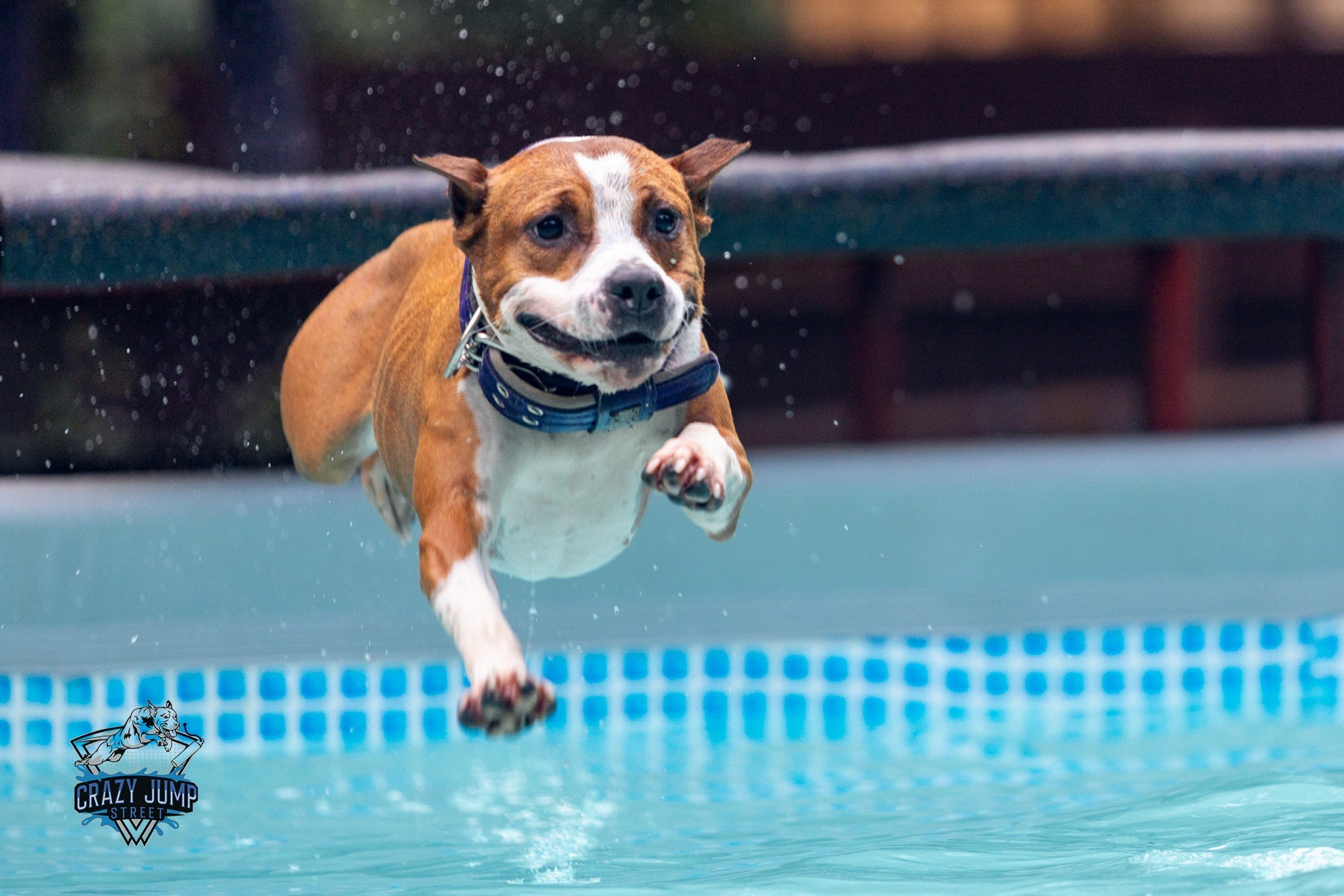 Собаки, спорт, Док дайвинг. Свадебный и репортажный фотограф в Москве и Московской области