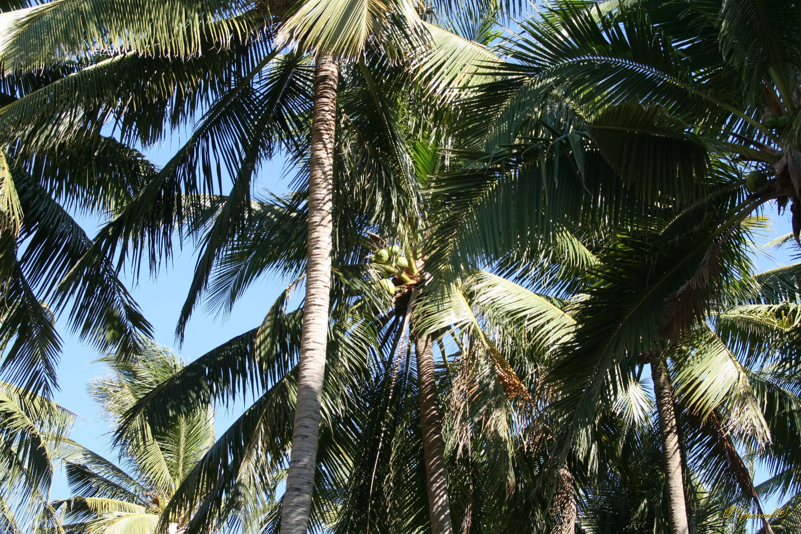 Вьетнам 2008 г. Улица, люди, жизнь…