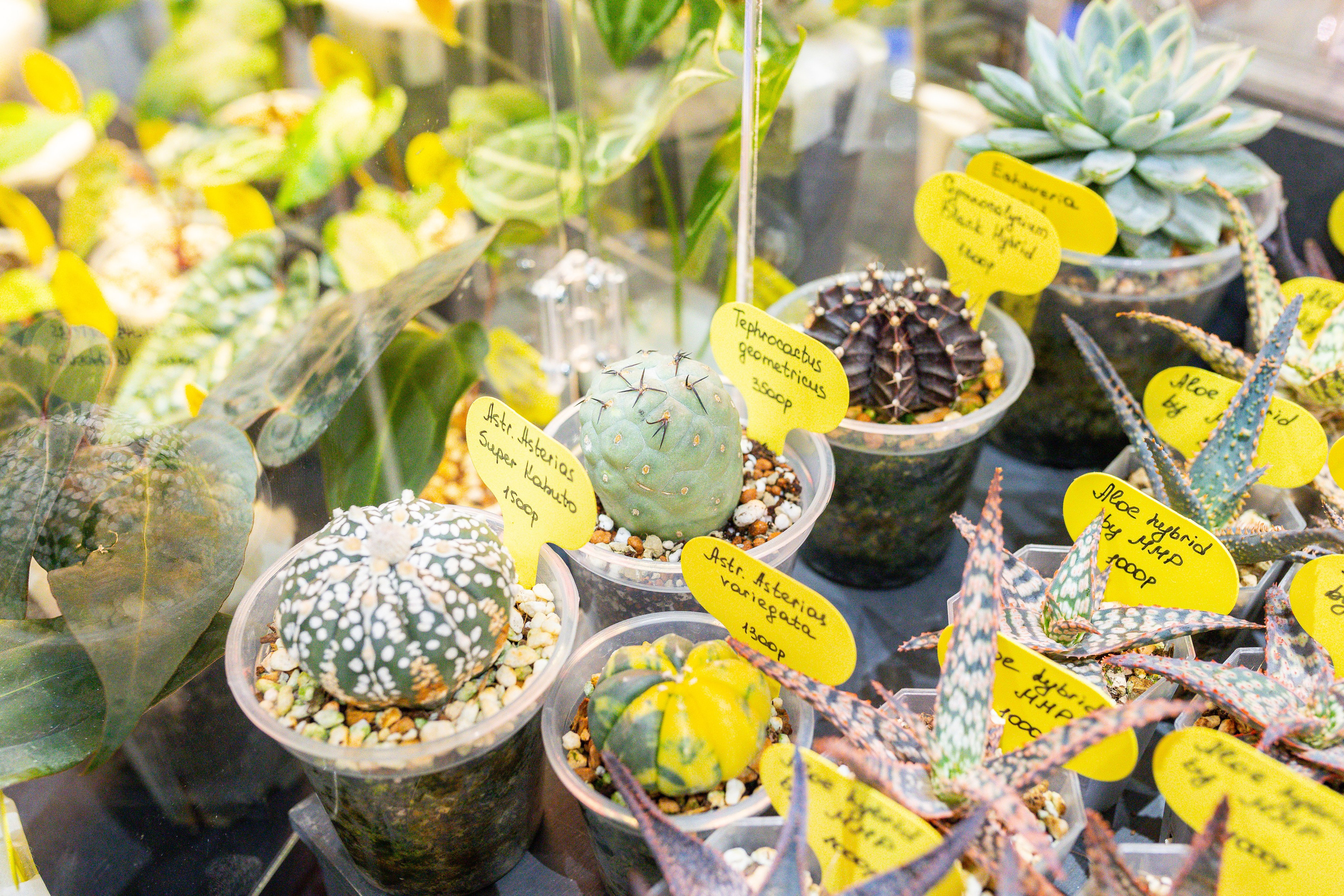 Монстериум 11–12 октября. Александра Куликова фотограф, Москва