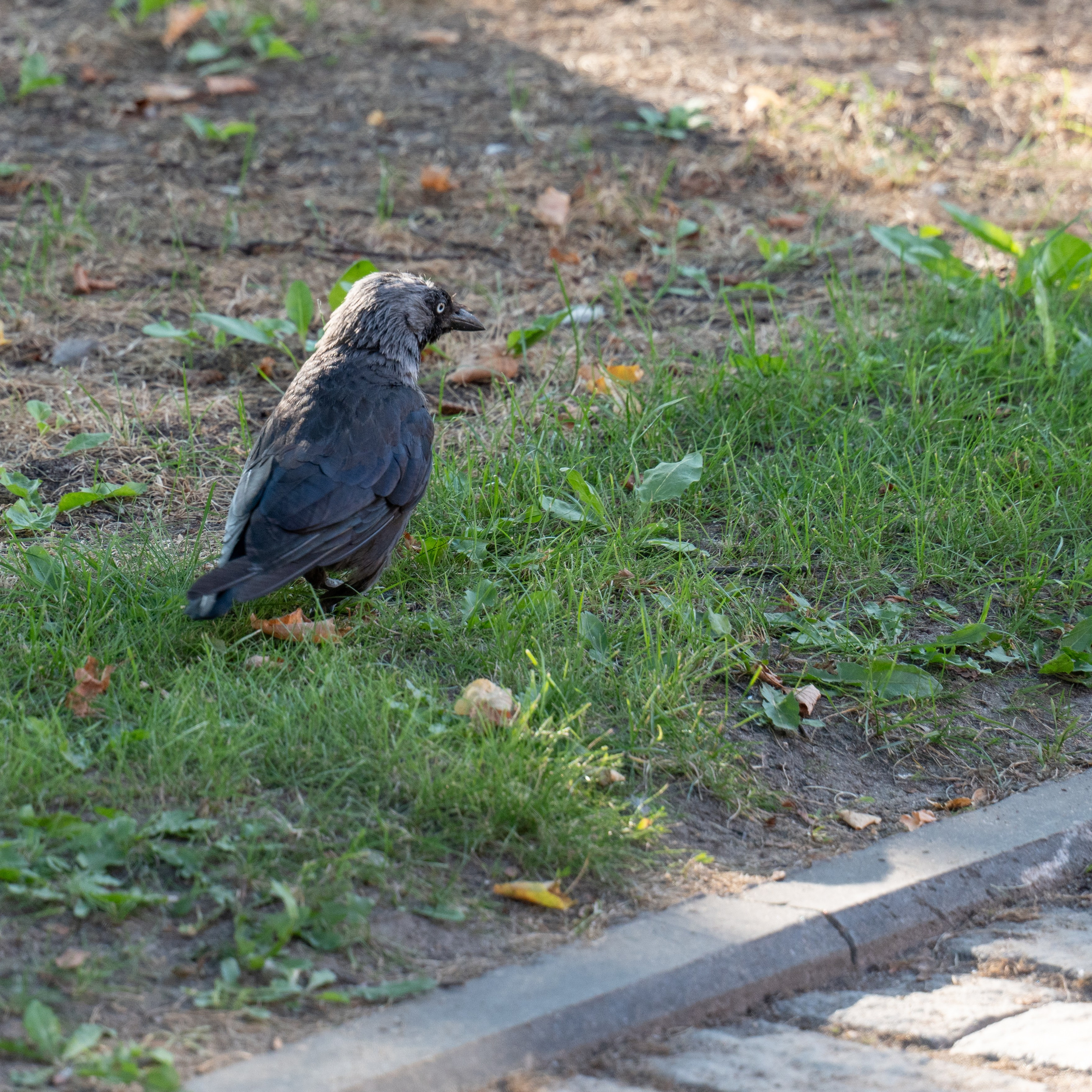 20250729-30 Ростов. Дмитрий Ремизов. Фотография, как хобби
