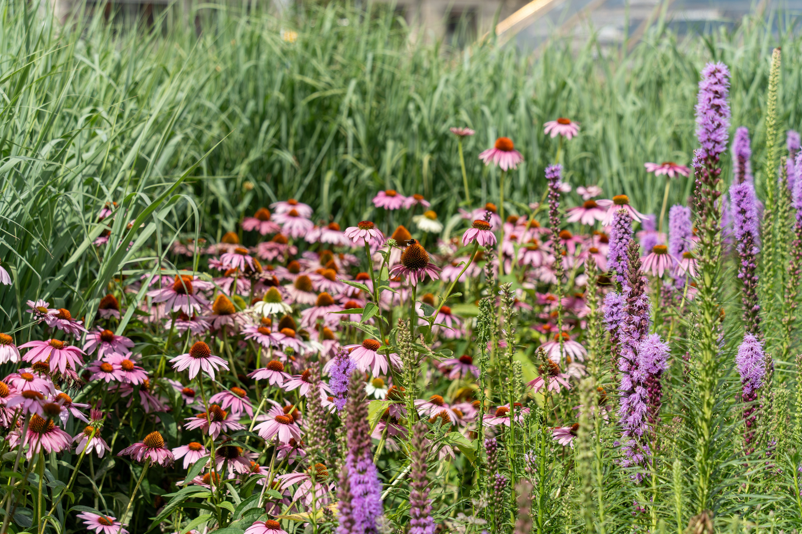 20250808 Прогулка с сыном. Дмитрий Ремизов. Фотография, как хобби