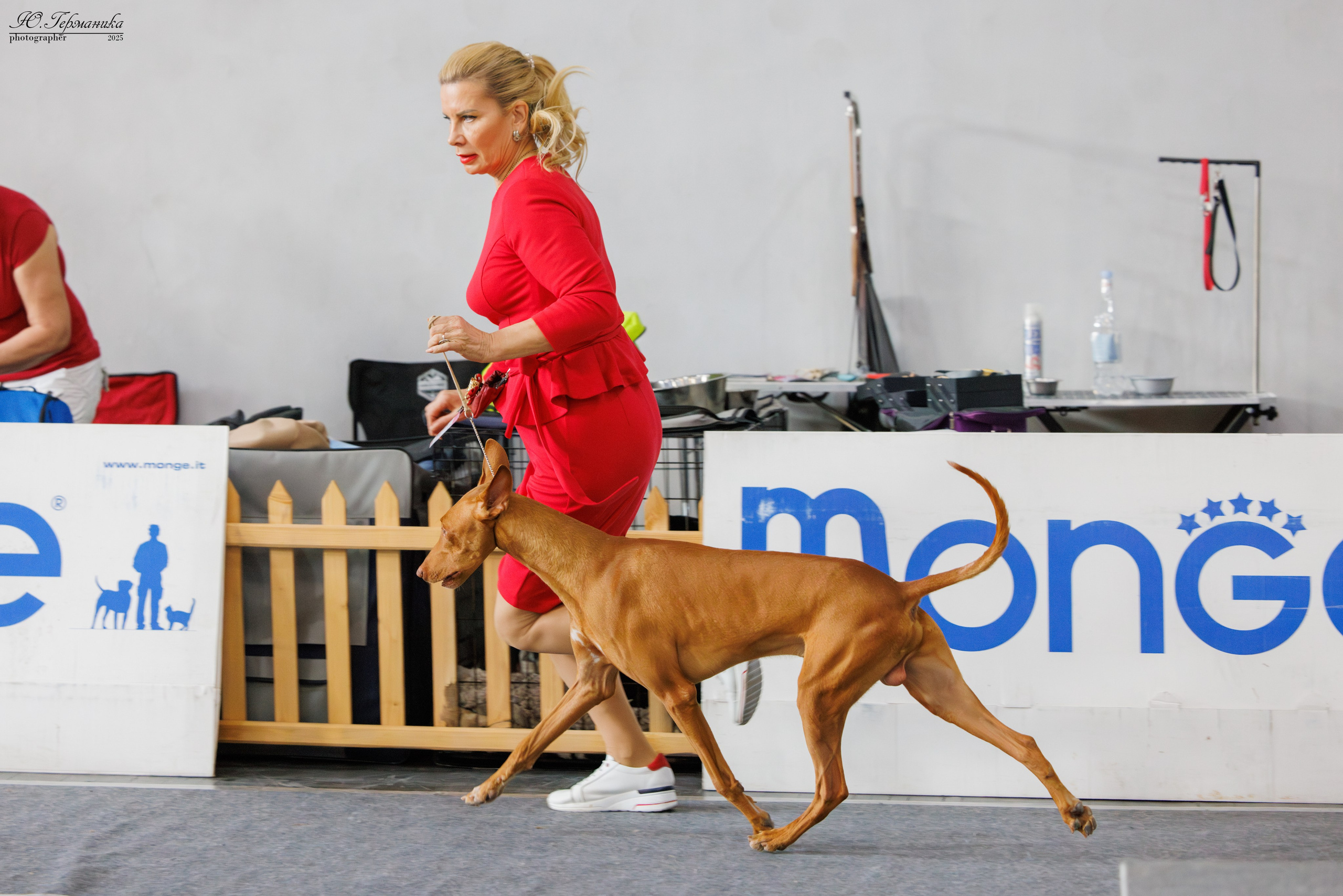 Ереван 2х CACIB 29-30.04.2025. Фотограф-анималист Юлия Германика