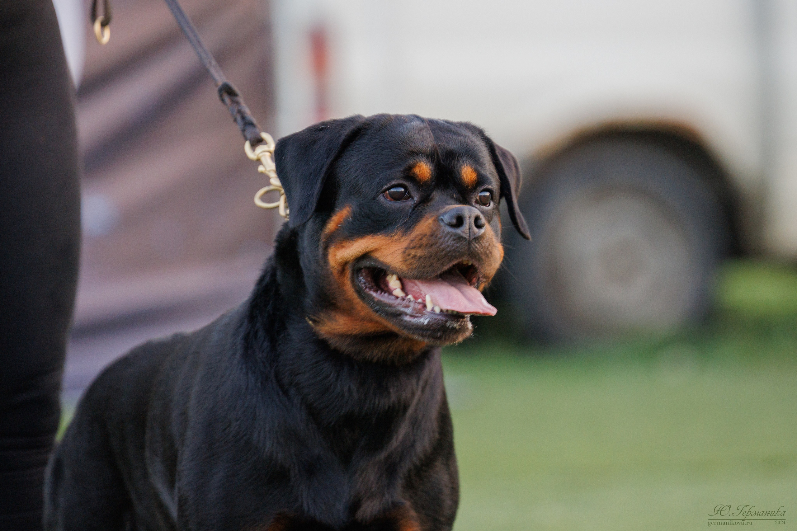 Анапа ротвейлеры 14-15.09.2024. Фотограф-анималист Юлия Германика