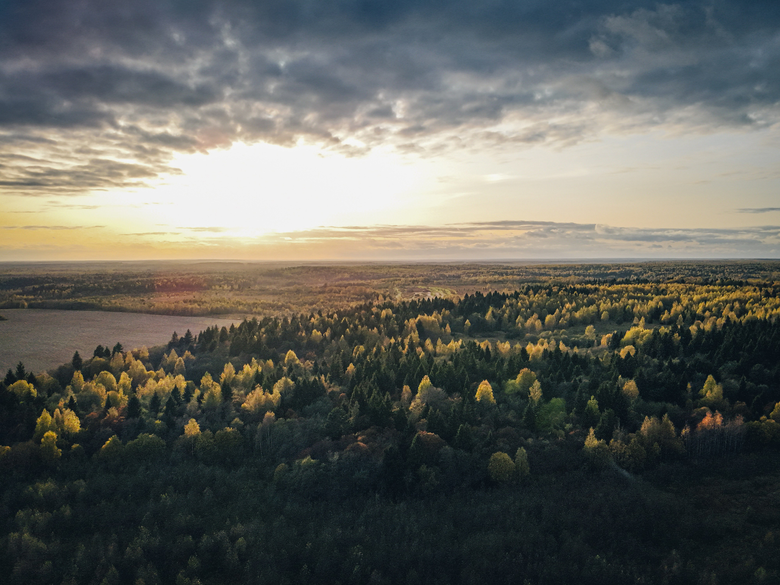 закат в лесу