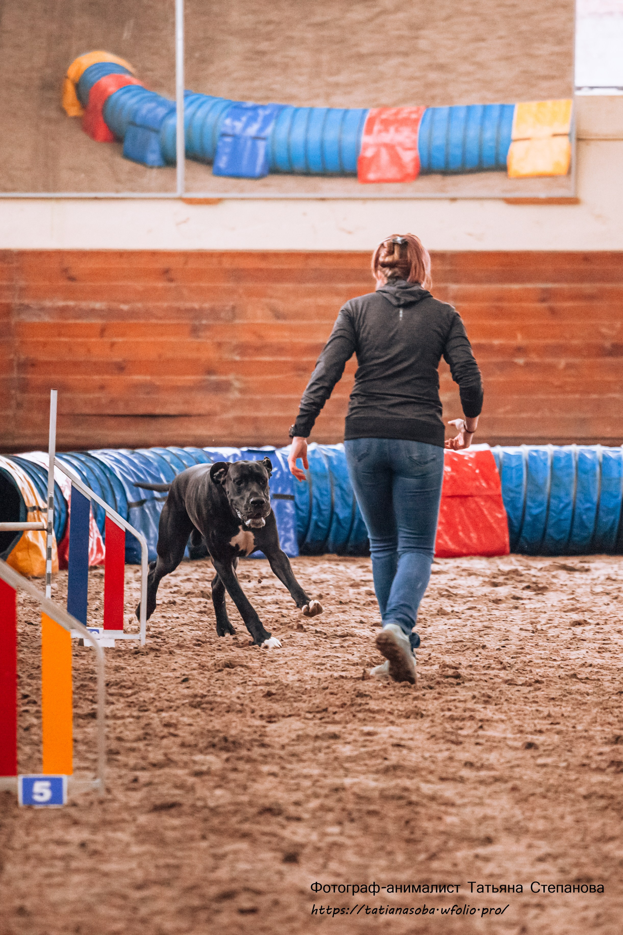 Соревнования по Аджилити 25.02.2024. Фотограф-анималист Татьяна Степанова