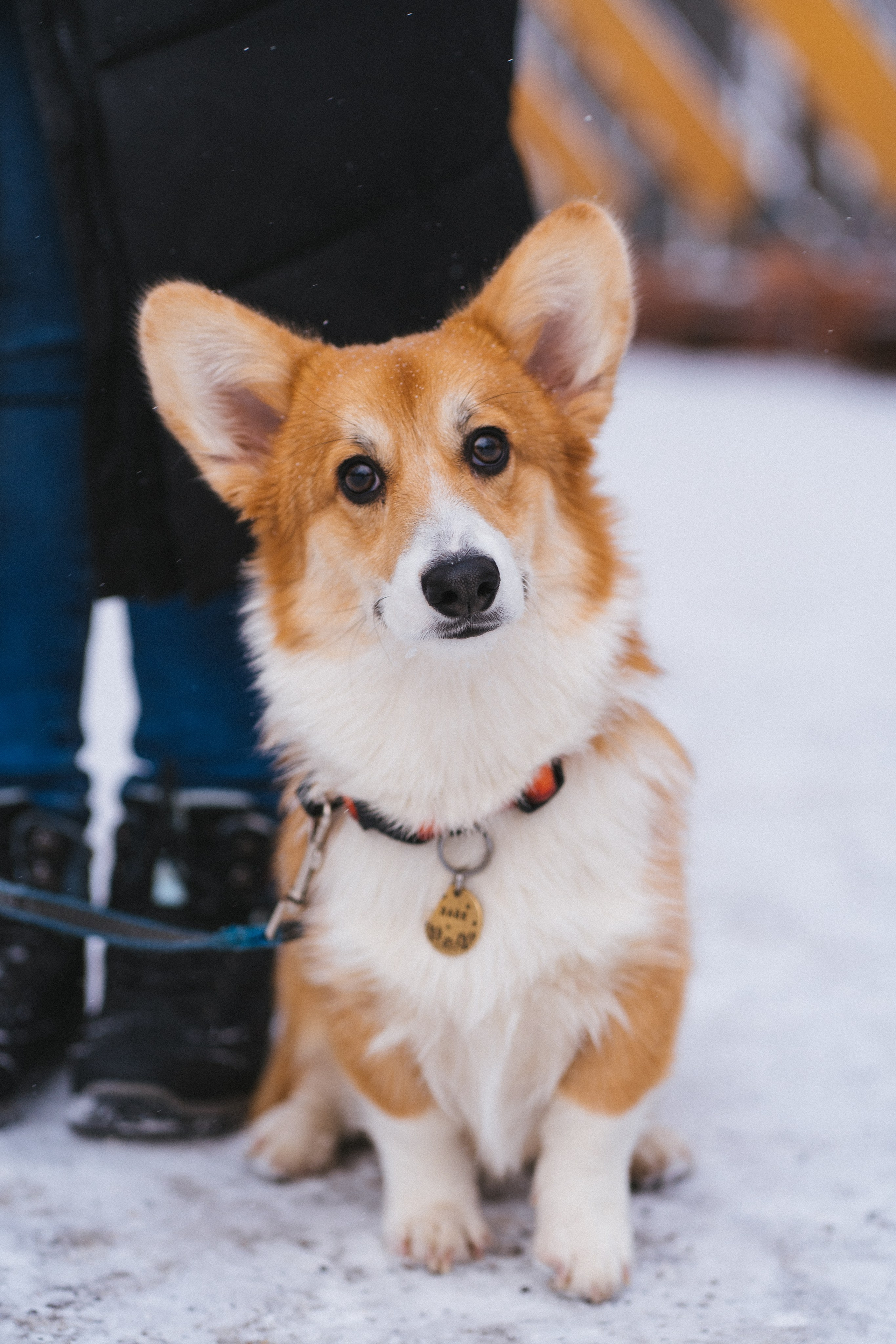 Агата и Лайк. Свадебный фотограф в Москве Анна Полушина