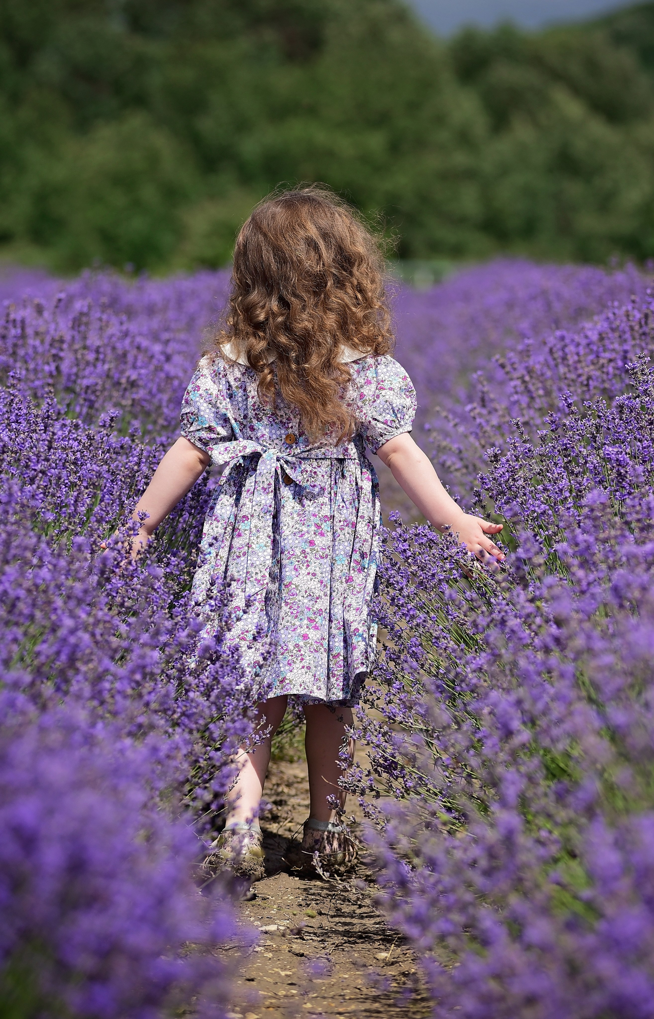 Лаванда. Главная