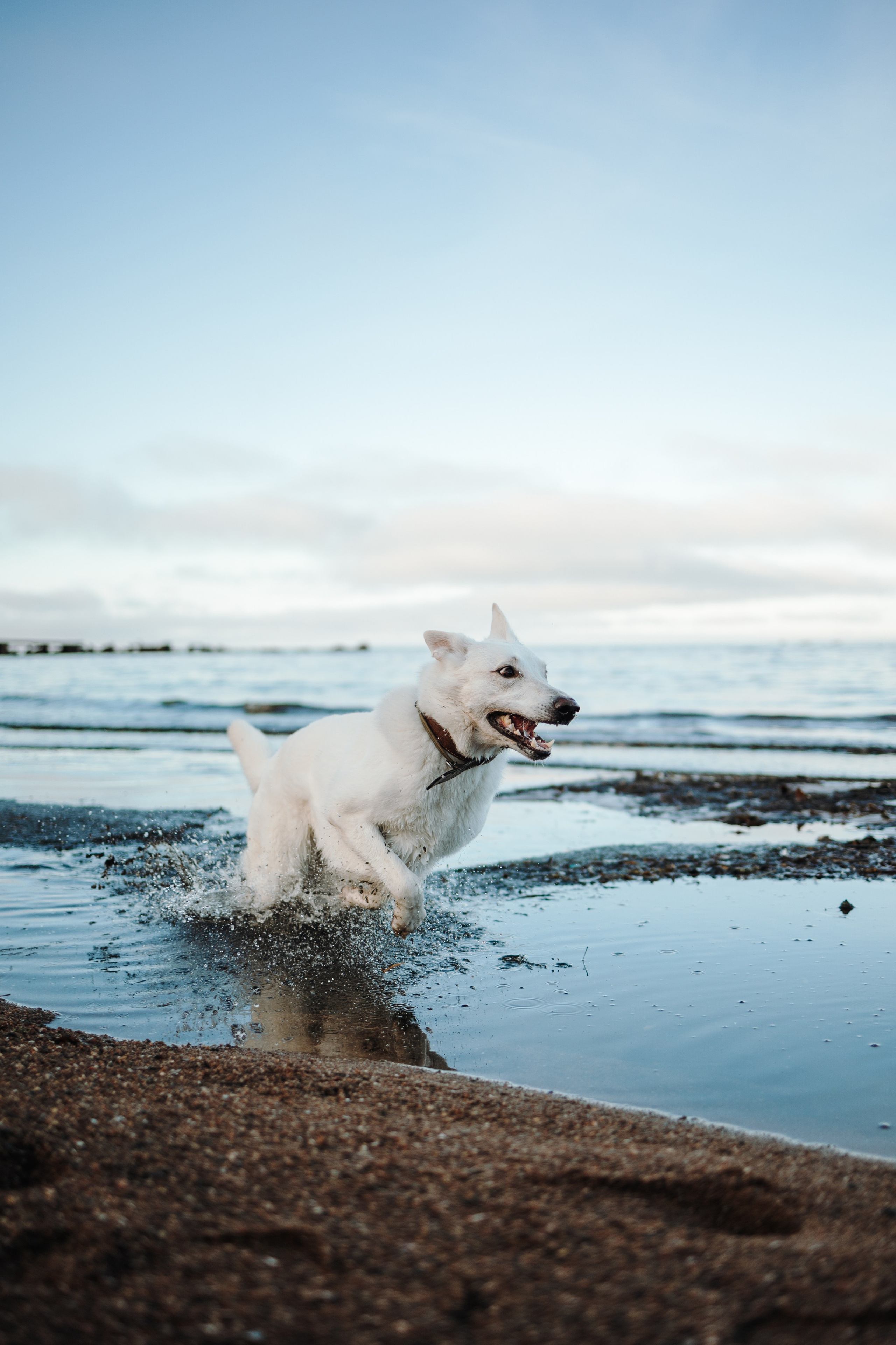 Настя и Эва. Фотограф — Анималист | Санкт-Петербург