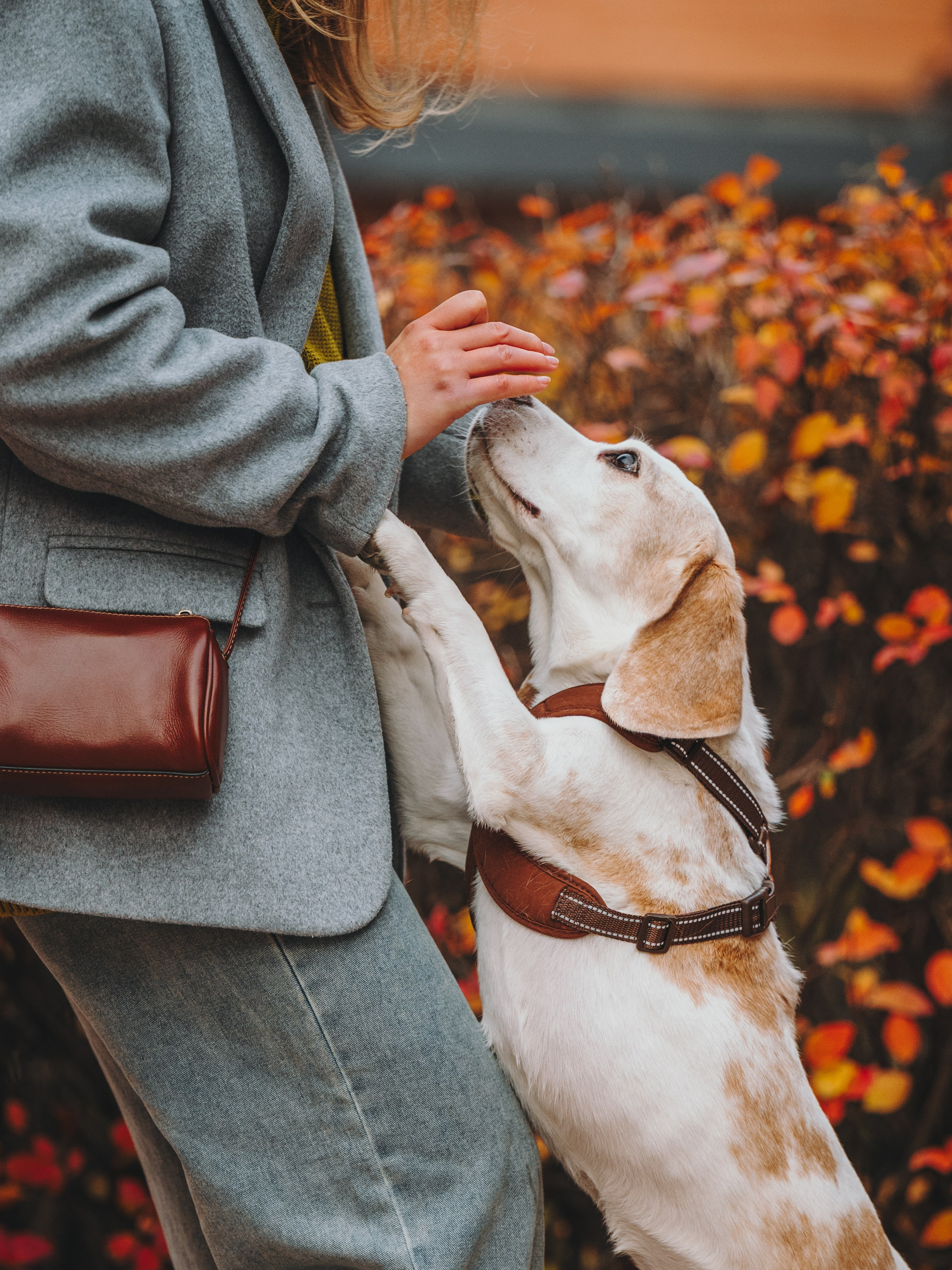 Pawsitive. Семейный фотограф анималист Ананьева Мария — Москва