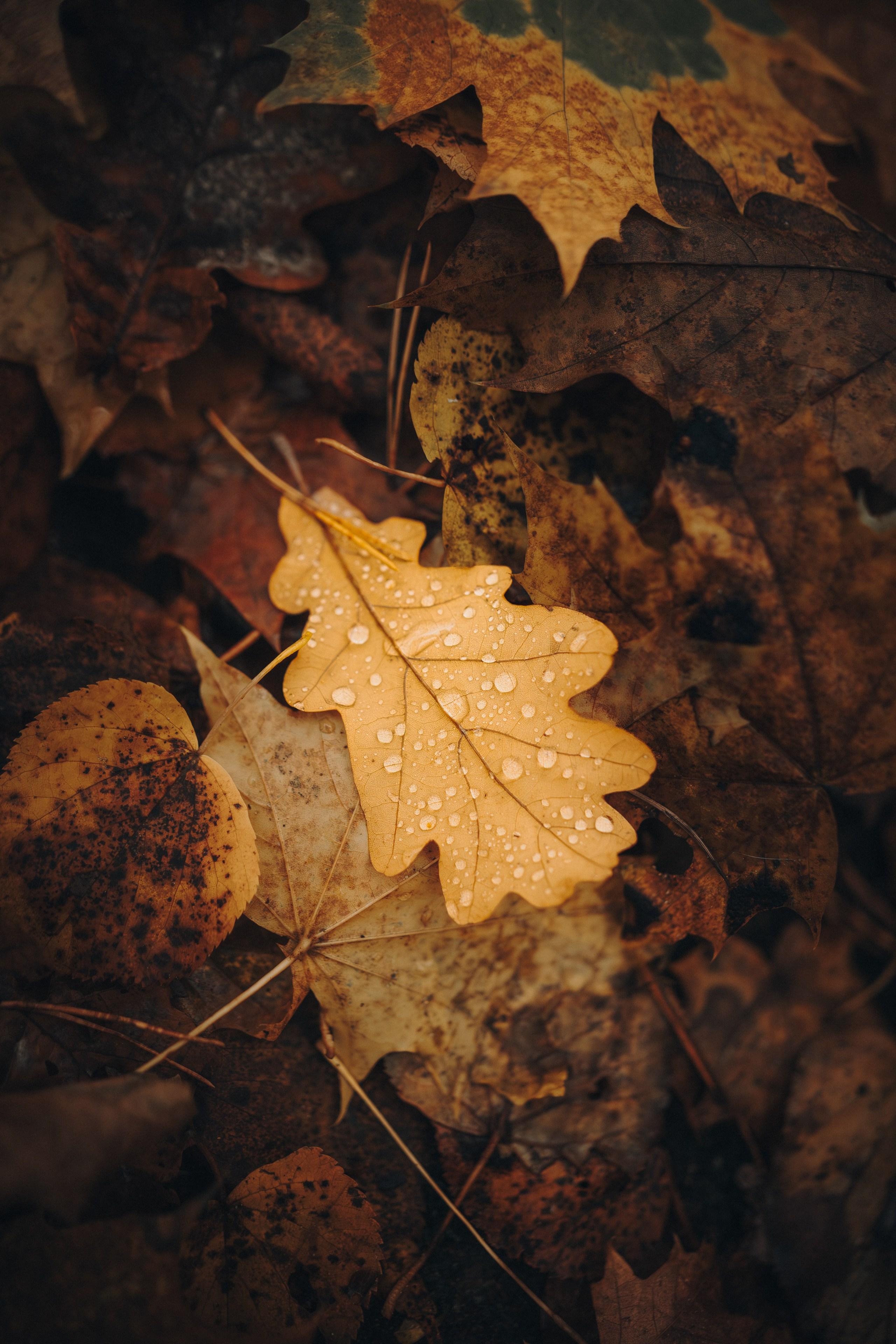 Даша и Умбра. Семейный фотограф анималист Ананьева Мария — Москва