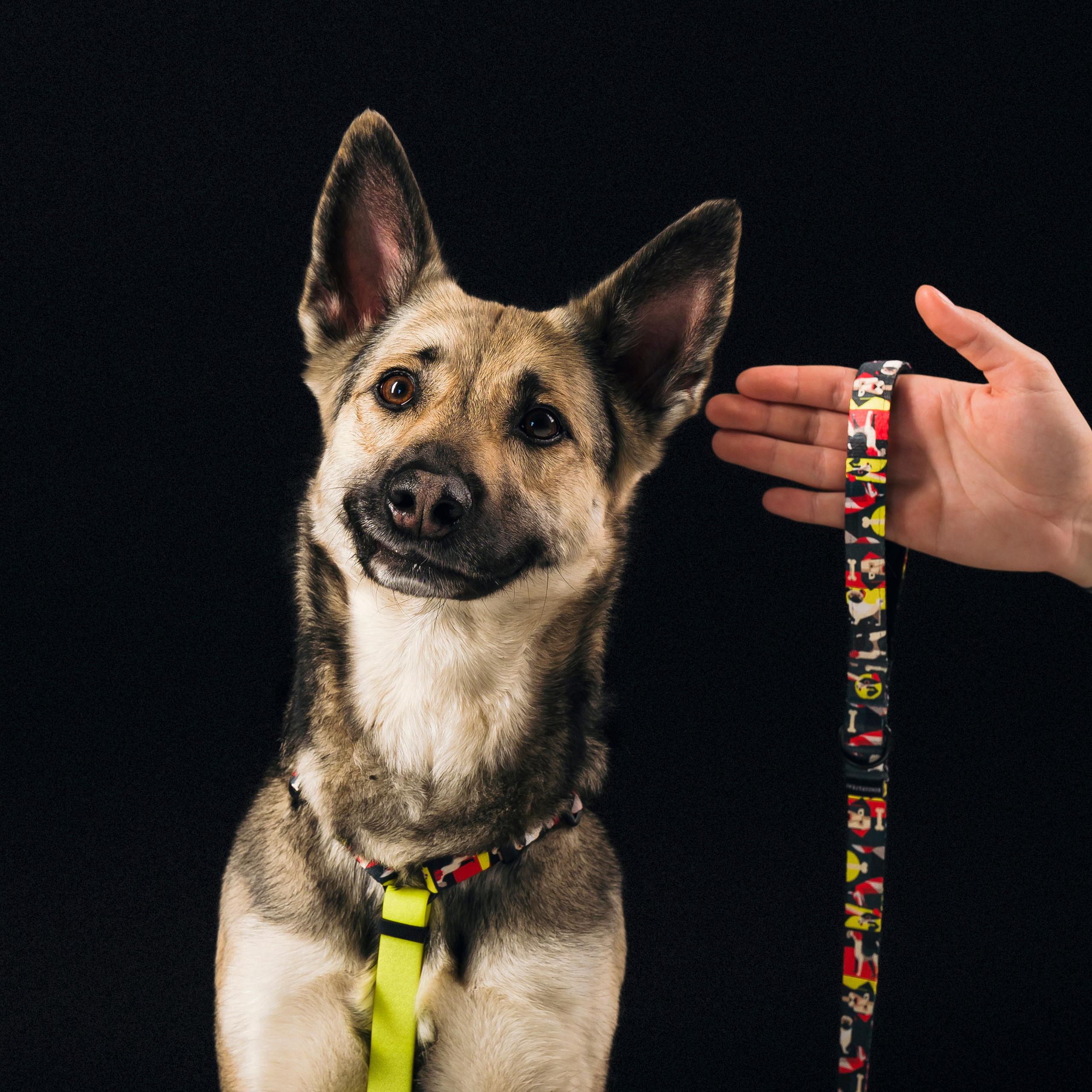B&F. Амуниция. Семейный фотограф анималист Ананьева Мария — Москва