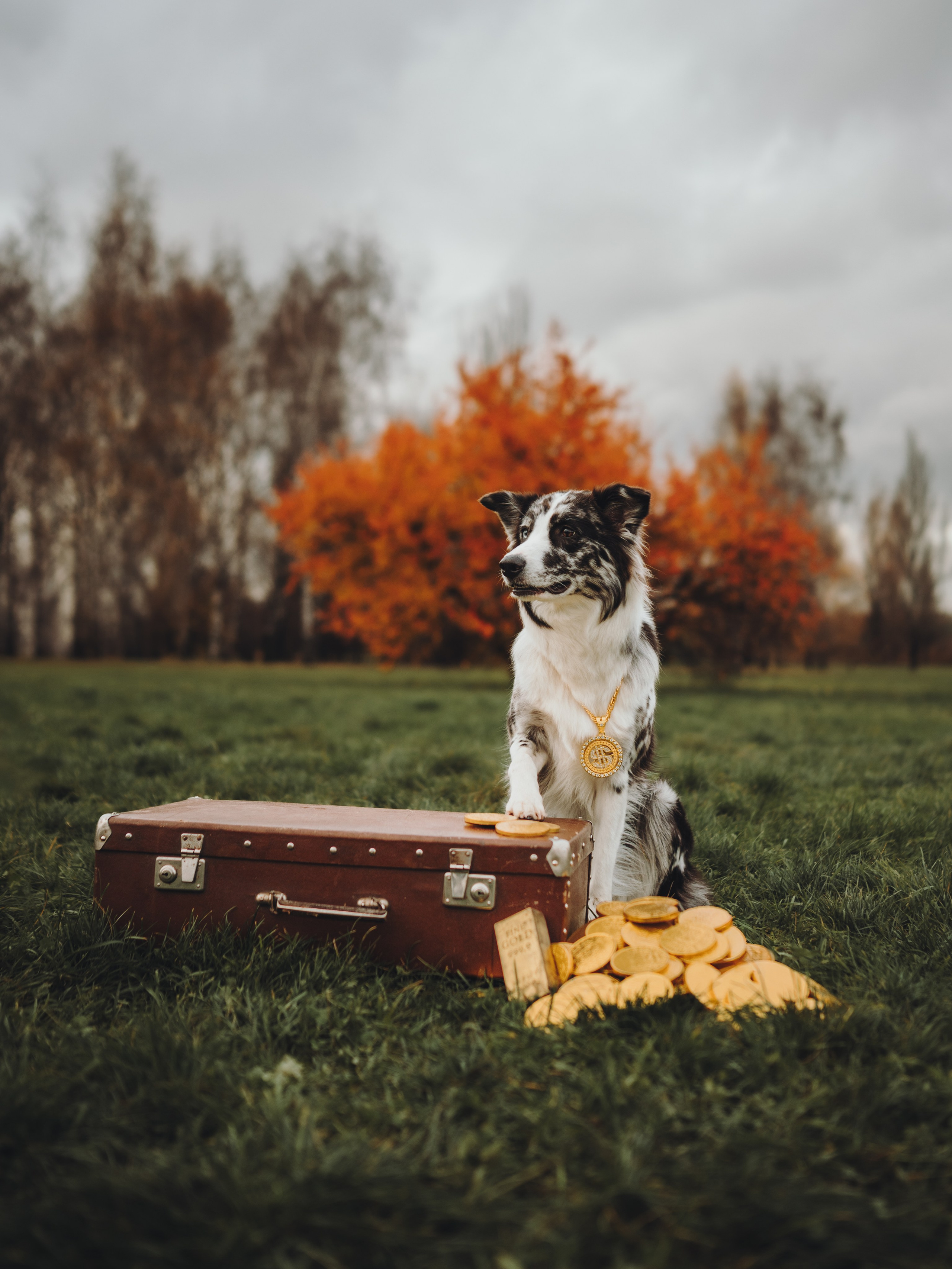 Лилу, Ри и Тучка. Семейный фотограф анималист Ананьева Мария — Москва