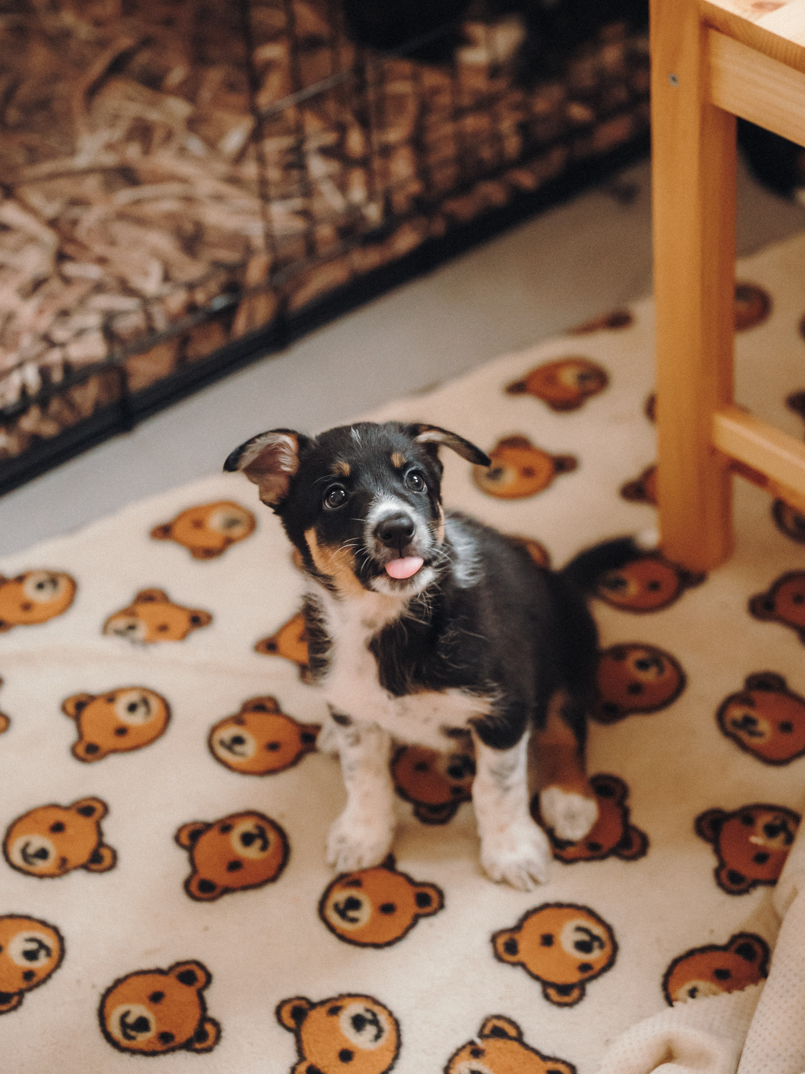 Бордер колли. Семейный фотограф анималист Ананьева Мария — Москва