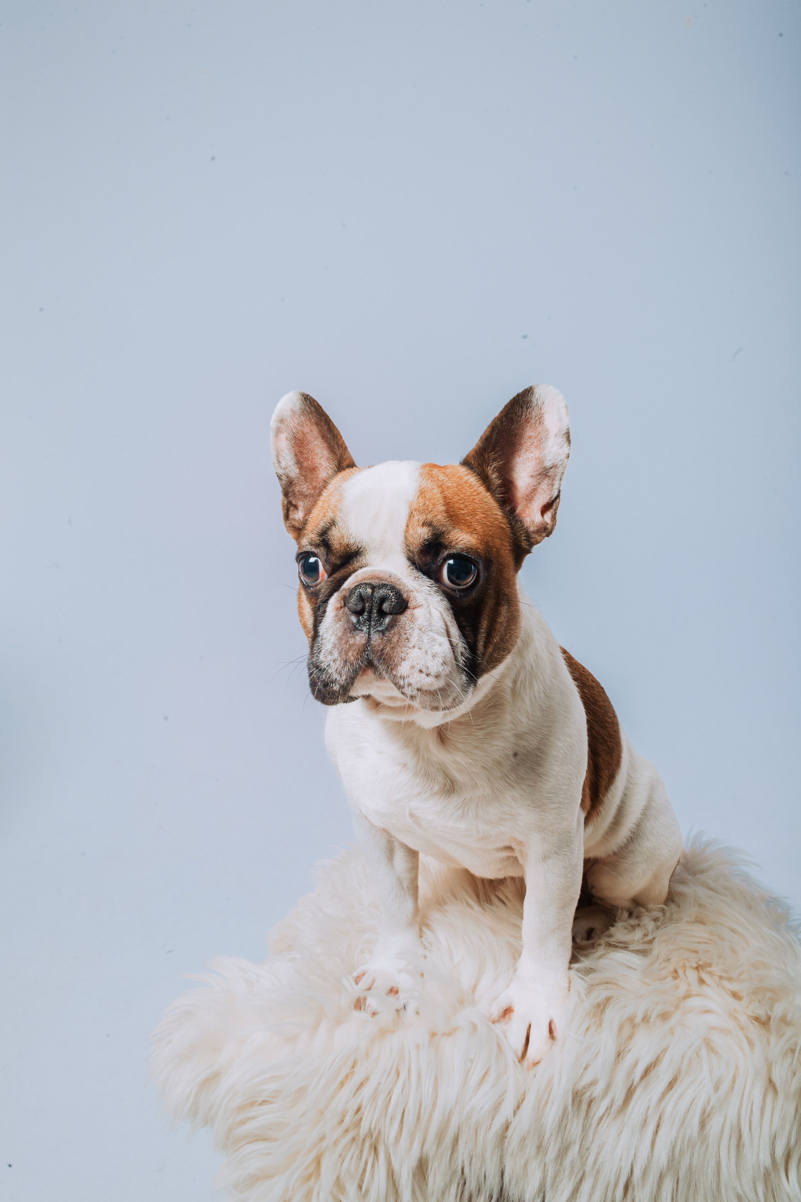 Студийная фотосессия с цветным светом. Фотограф-анималист Татьяна Степанова