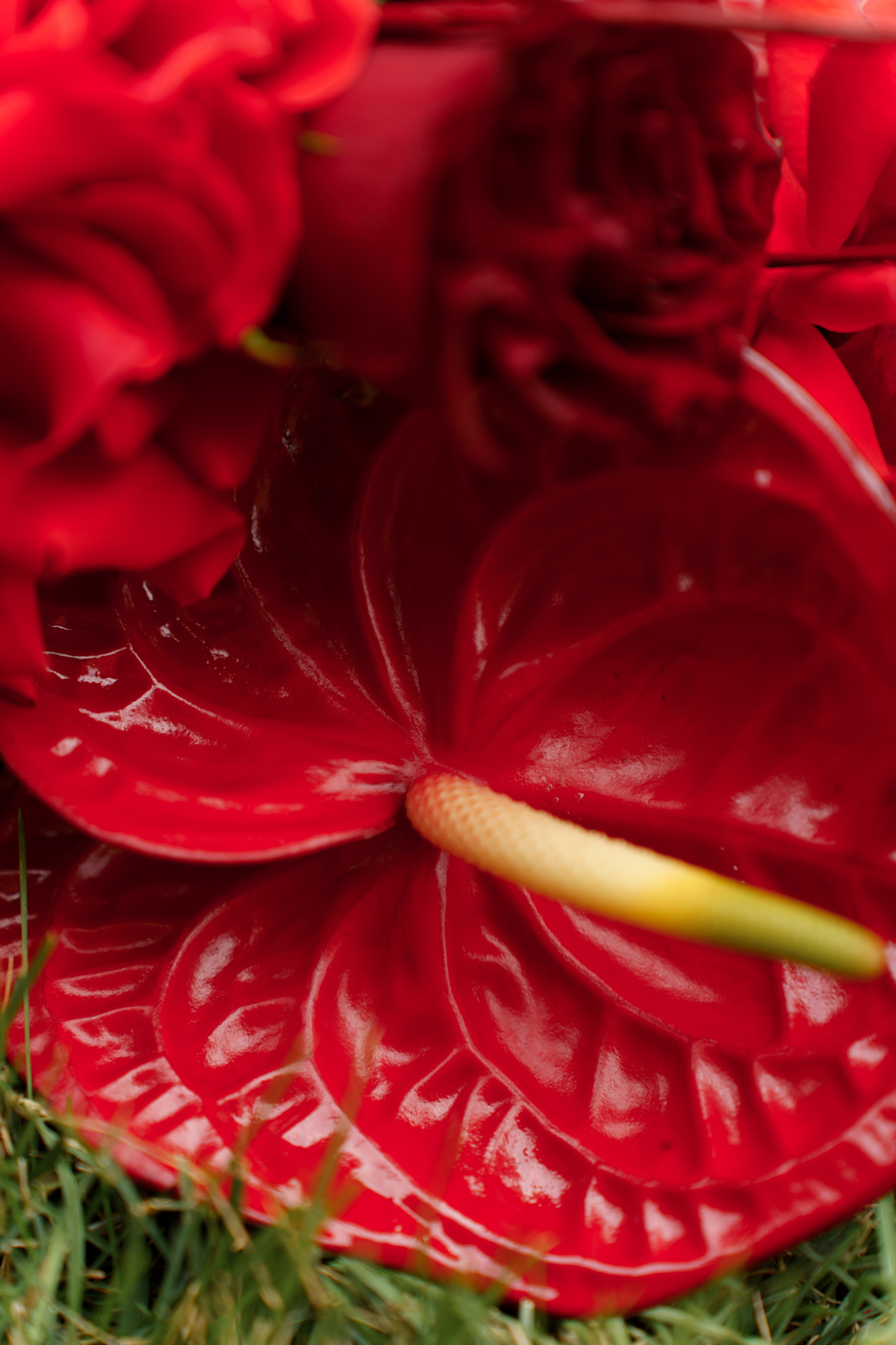 Станислав Екатерина. Свадебный фотограф в Краснодаре Алексей Кудинов