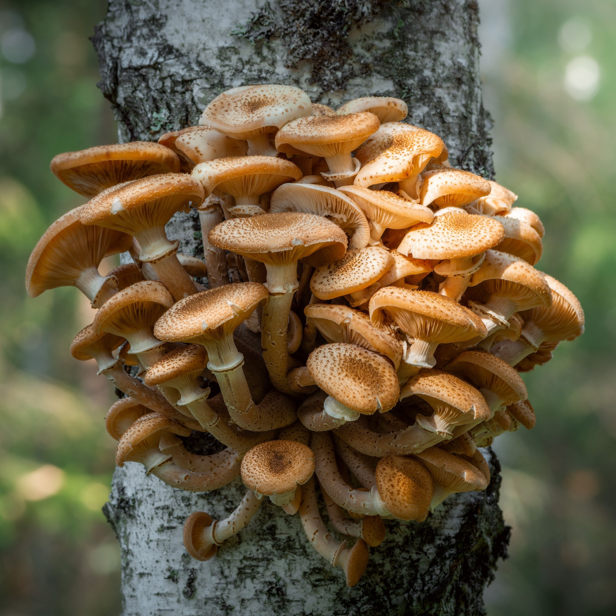 Семейка опят на дереве в осеннем лесу