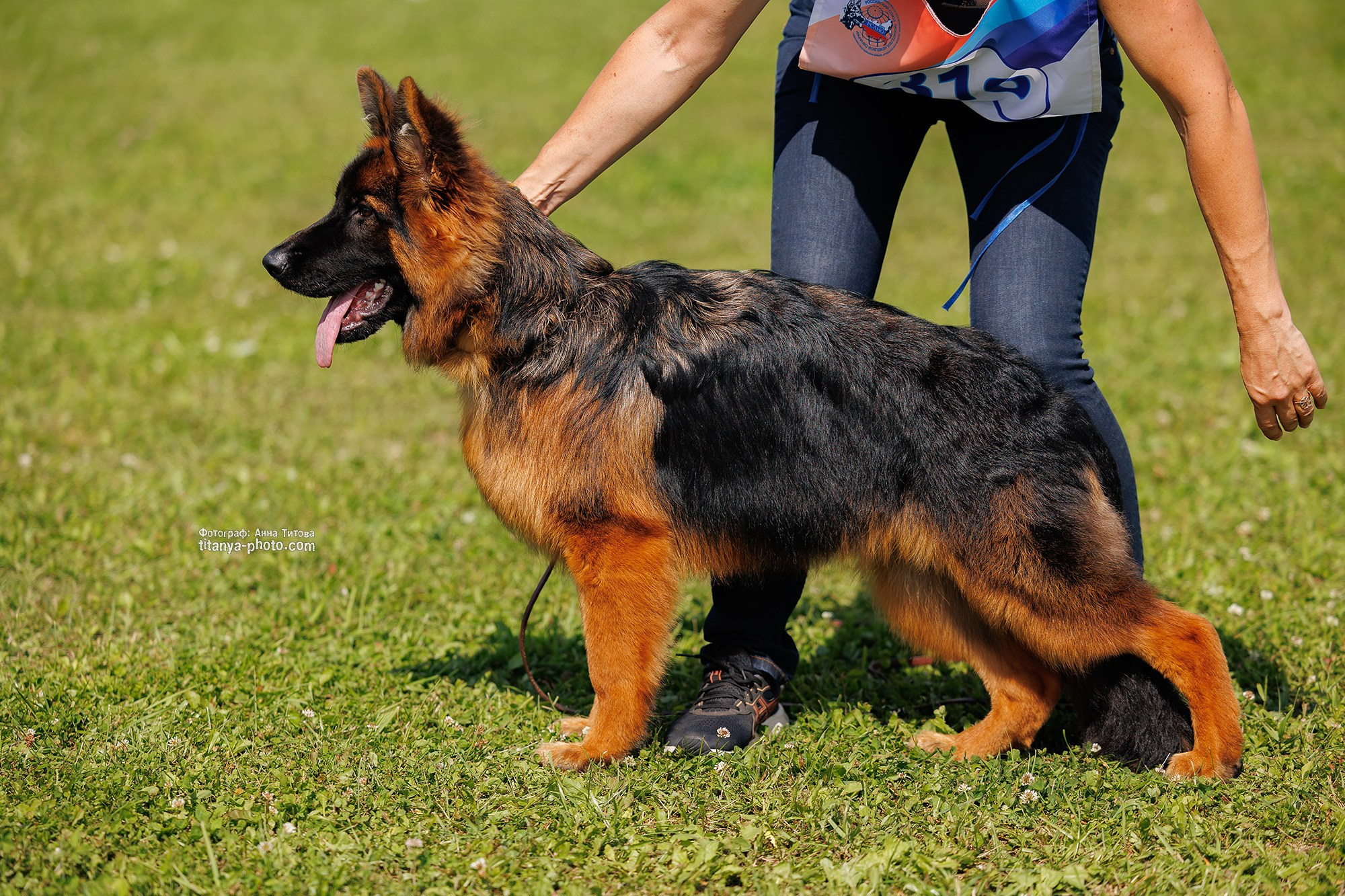 Немецкие овчарки: фото из рингов и вне ринга, мутпроба (фотографии с выставок). Фотограф собак, фотограф-анималист Аня Титова (Titanya). Москва