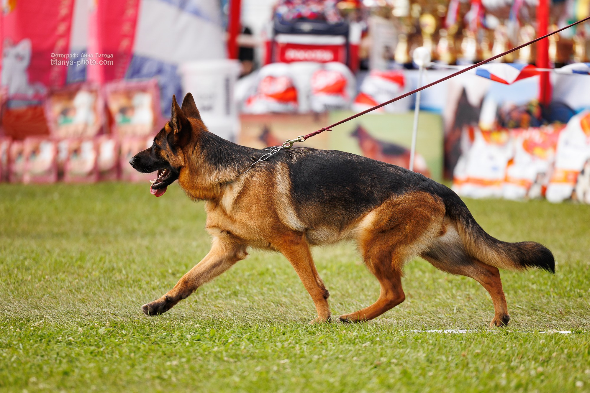 Немецкие овчарки: фото из рингов и вне ринга, мутпроба (фотографии с выставок). Фотограф собак, фотограф-анималист Аня Титова (Titanya). Москва