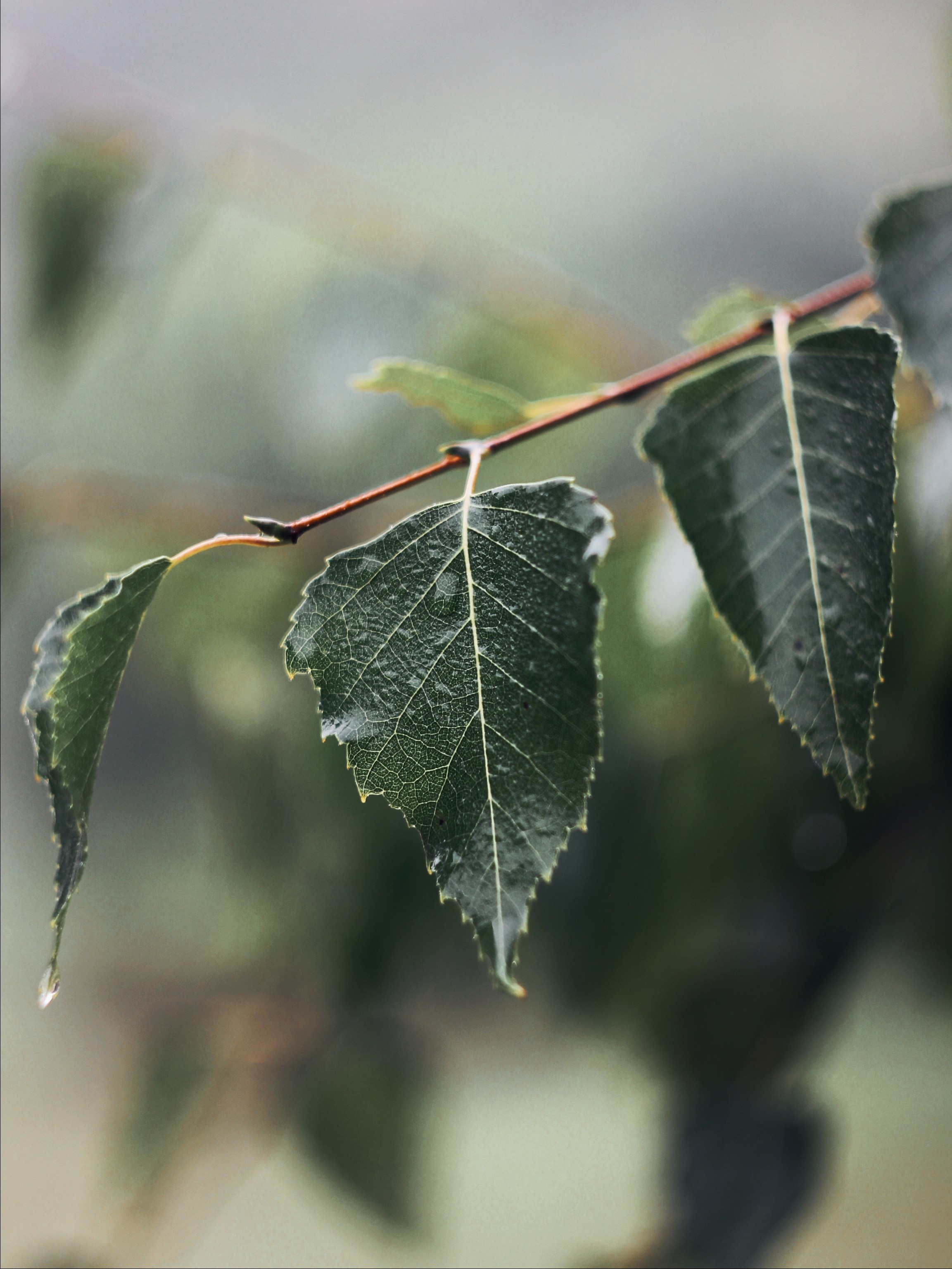 Меланхолия августа. С любовью, фотохудожник
