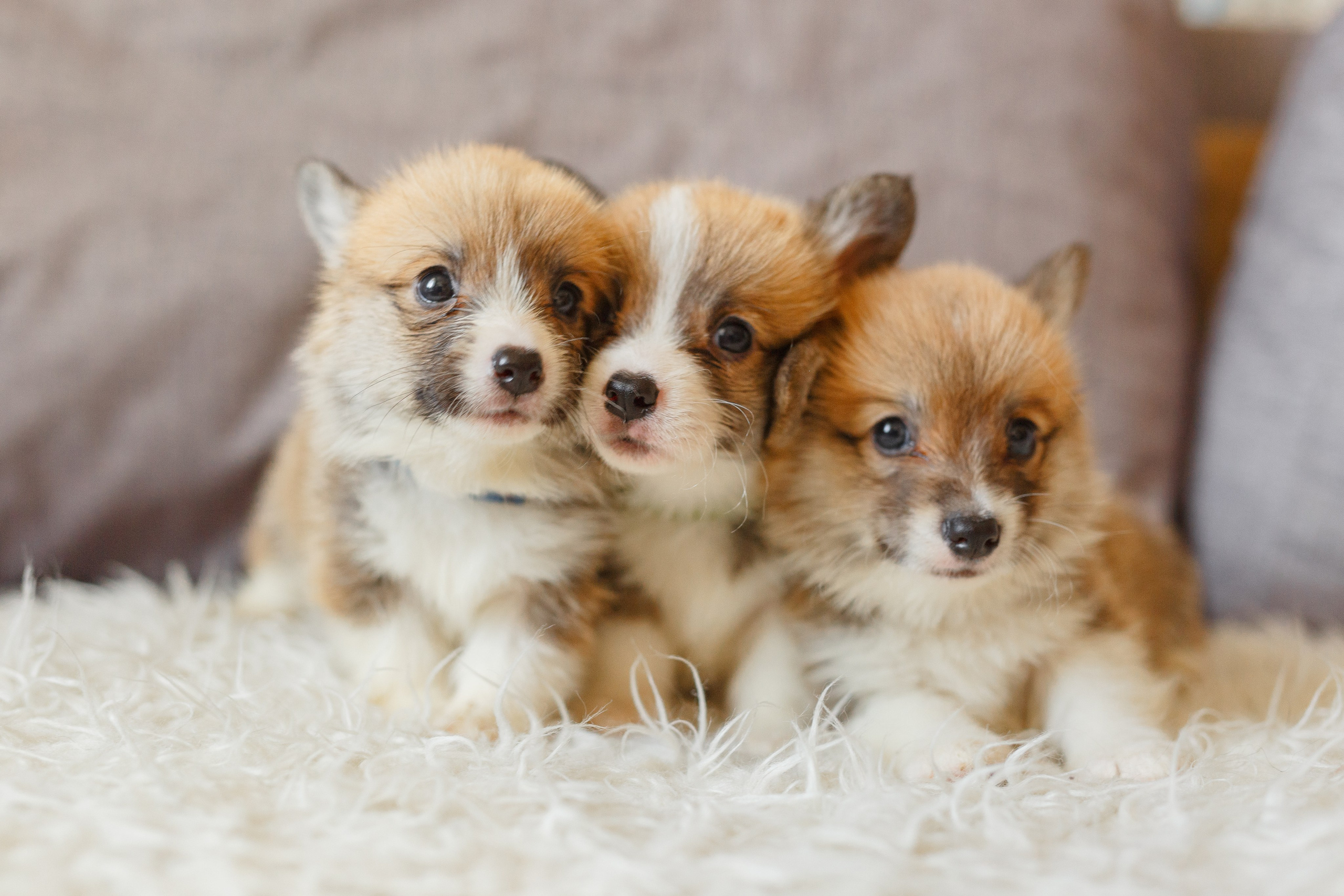 Собаки, кошки и др. животные. Семейный фотограф в Екатеринбурге