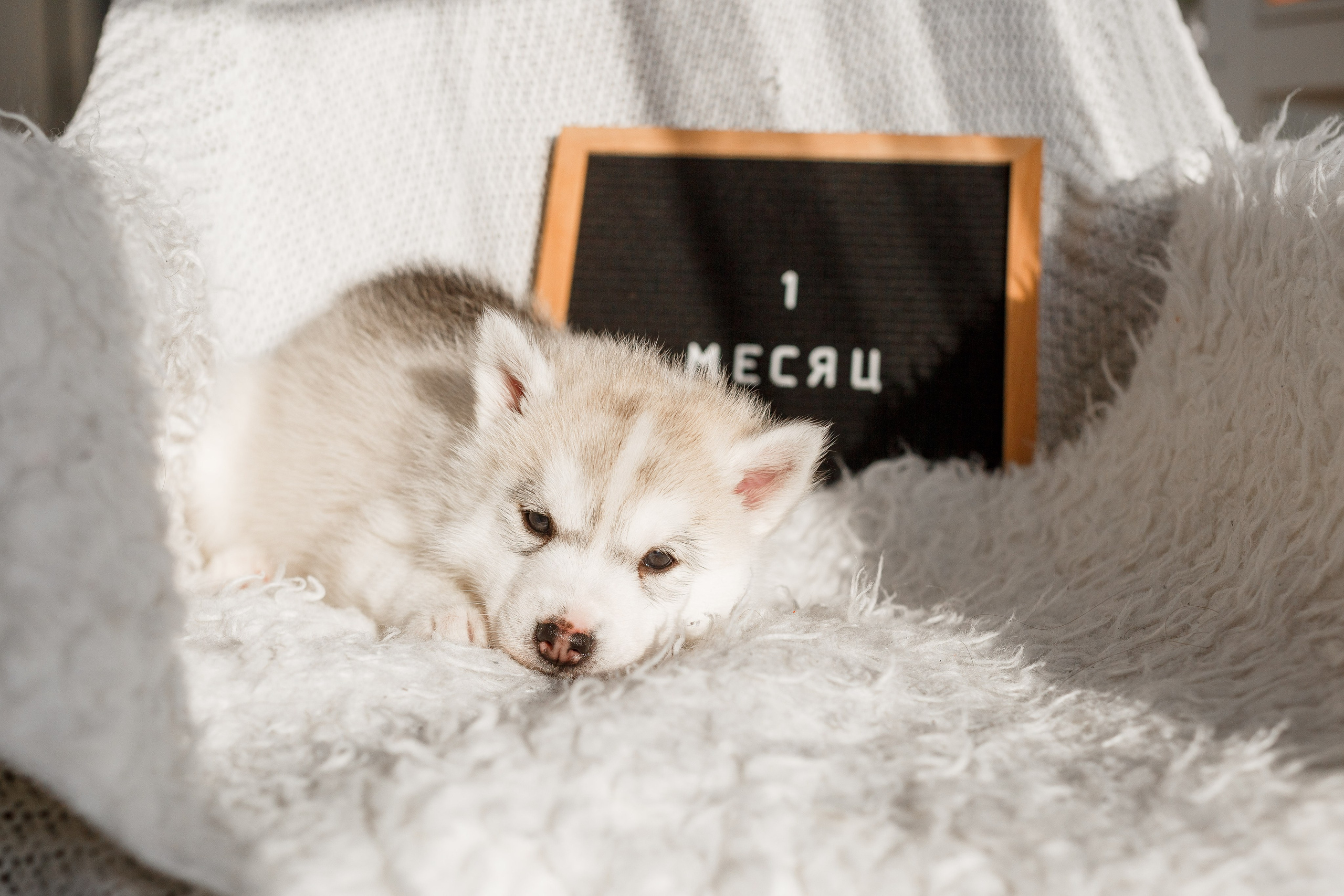 Собаки, кошки и др. животные. Семейный фотограф в Екатеринбурге