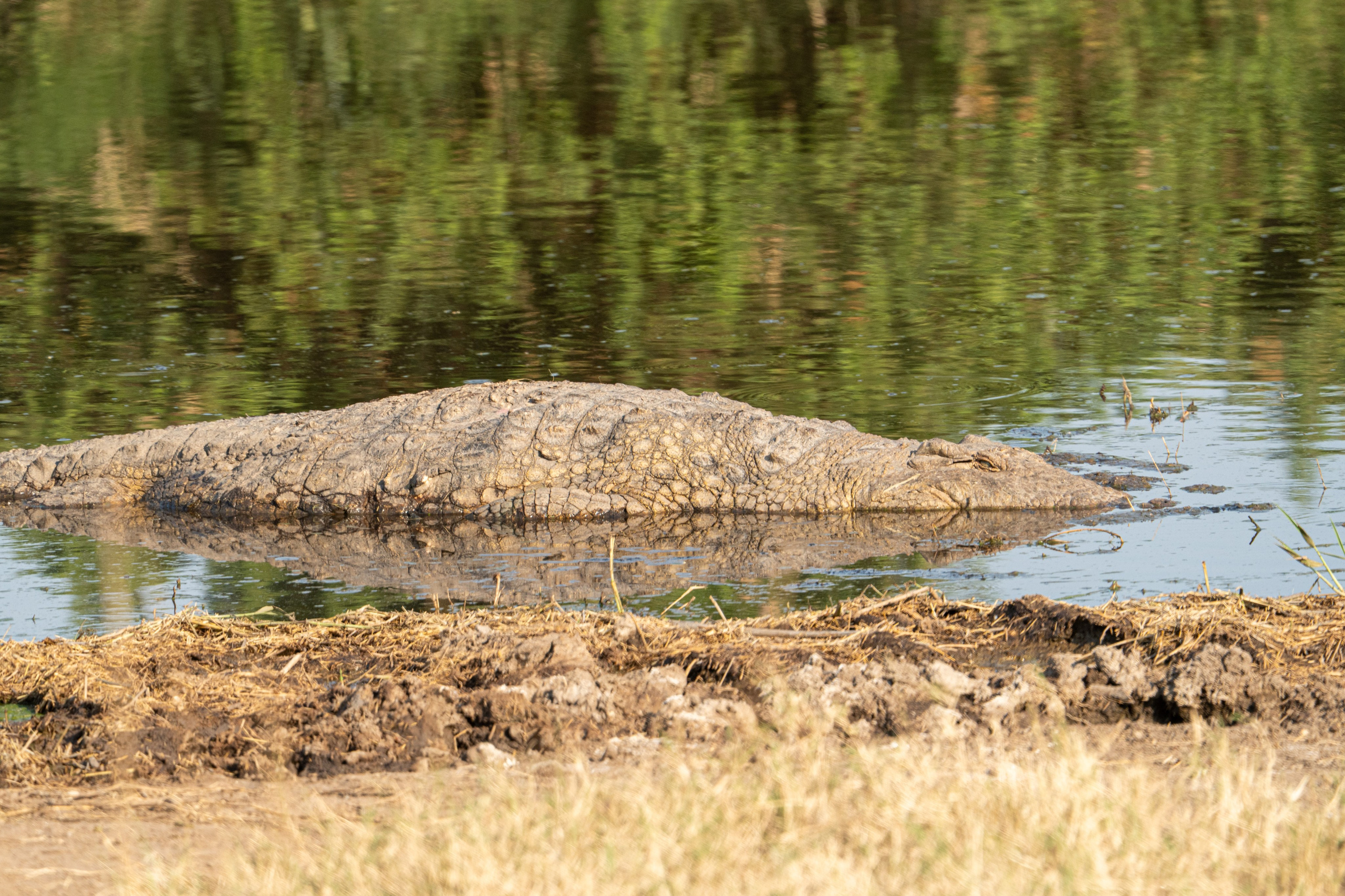 Танзания, сафари, 2025. Творческие сьемки