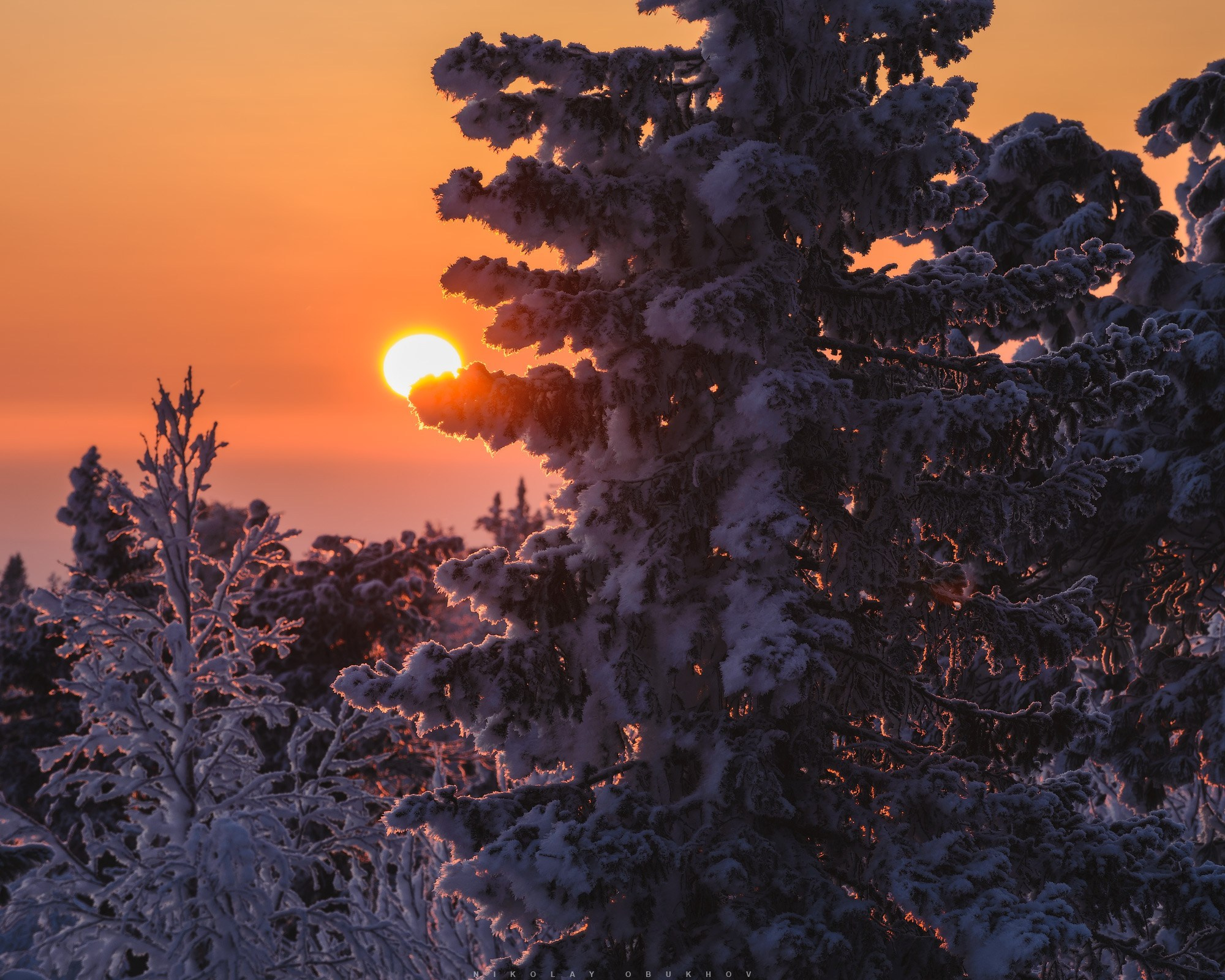 Рассвет на горе Белая: солнце проглядывает сквозь заснеженные ветки елей.