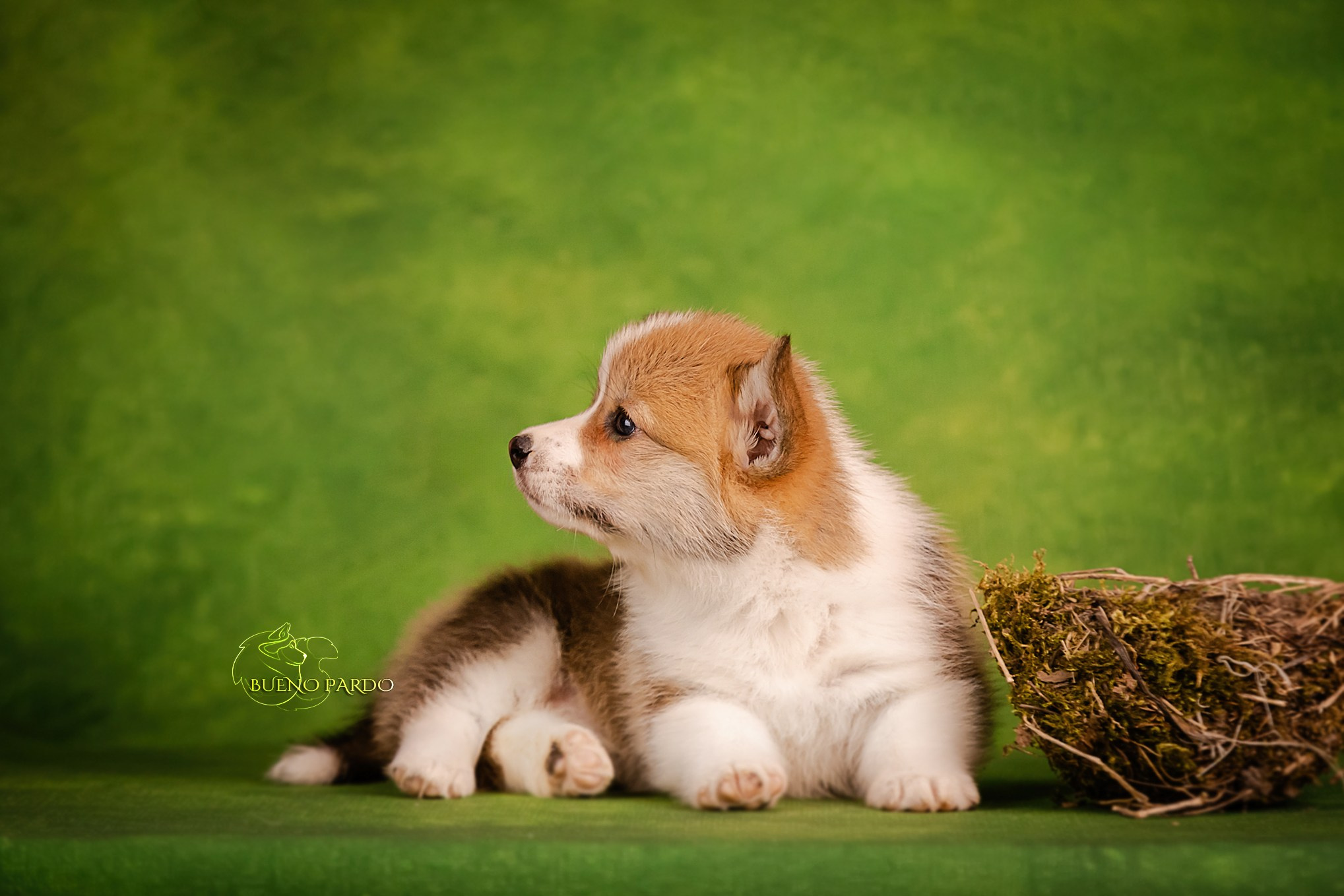 Щенки вельш корги пемброк из питомника. Питомник собак Акита, Хаски, Корги